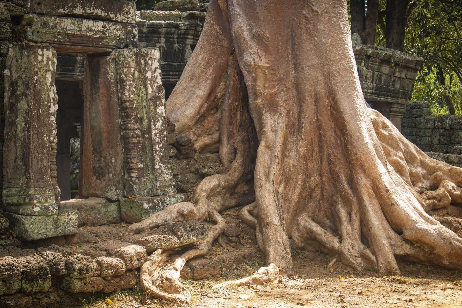 Canon EOS 70D sample photo. Tree, log, root photography