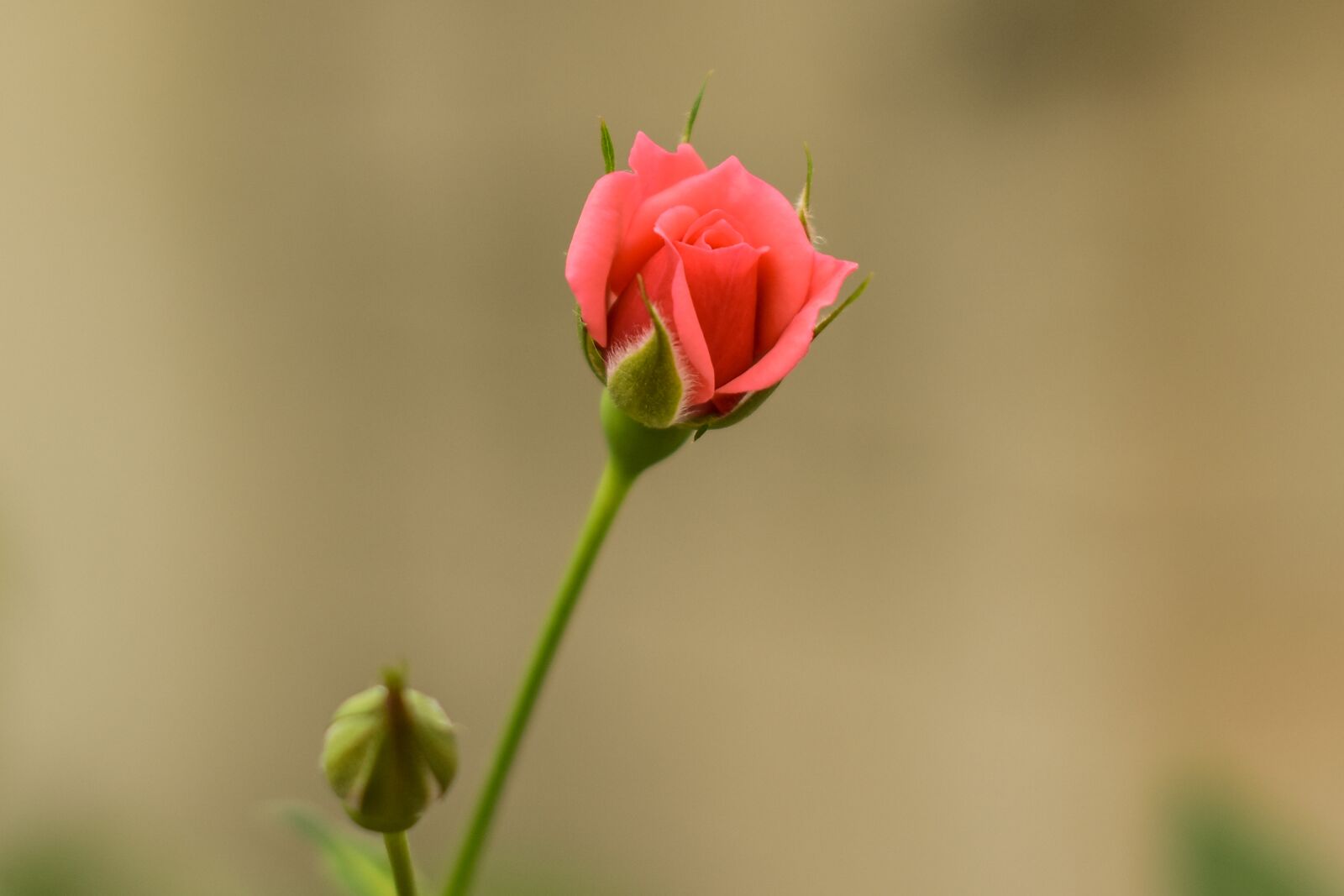 Nikon D3400 sample photo. Rosa, bella rosa, flower photography