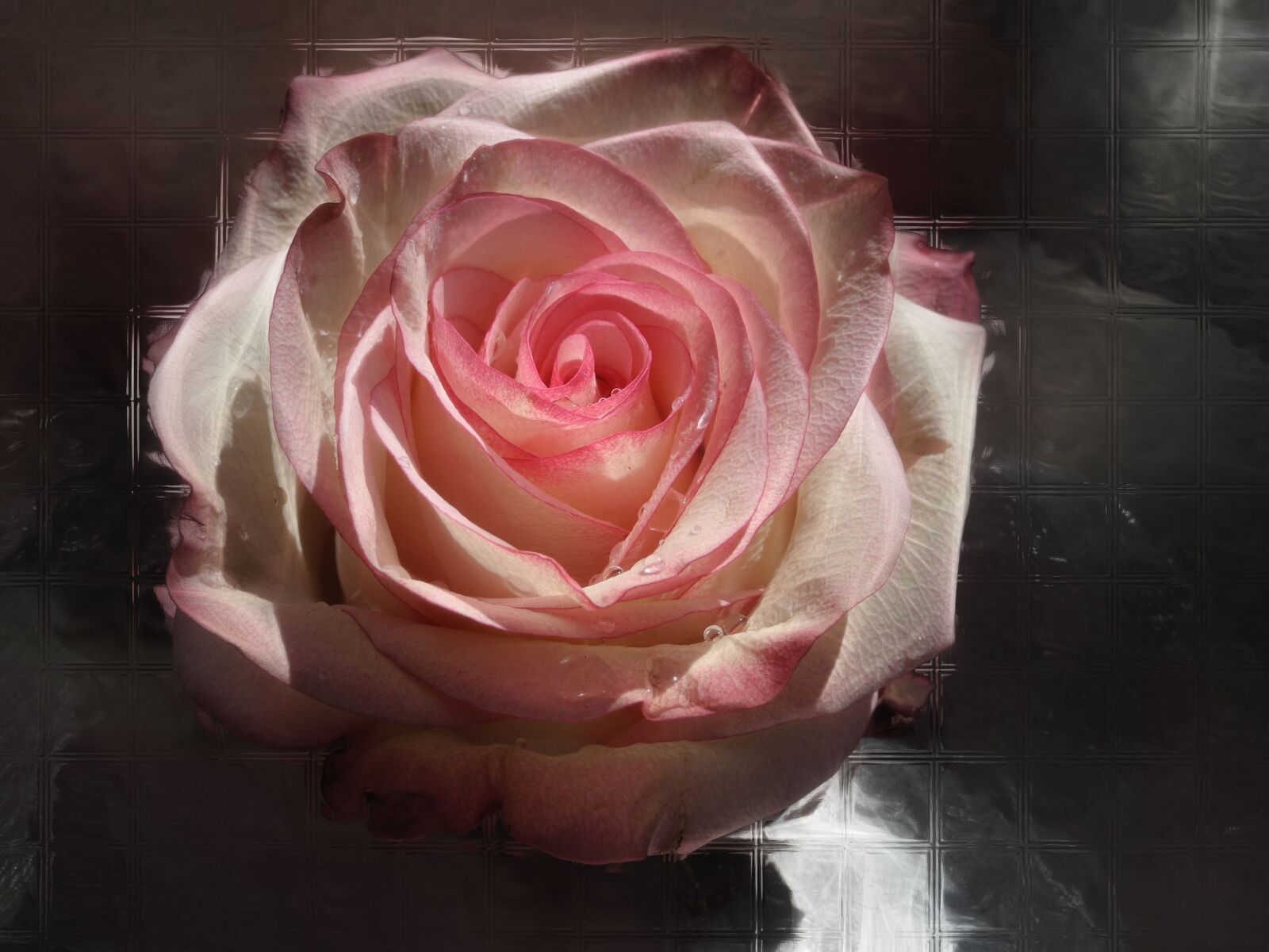Nikon Coolpix P7000 sample photo. Rose, blossom, bloom photography