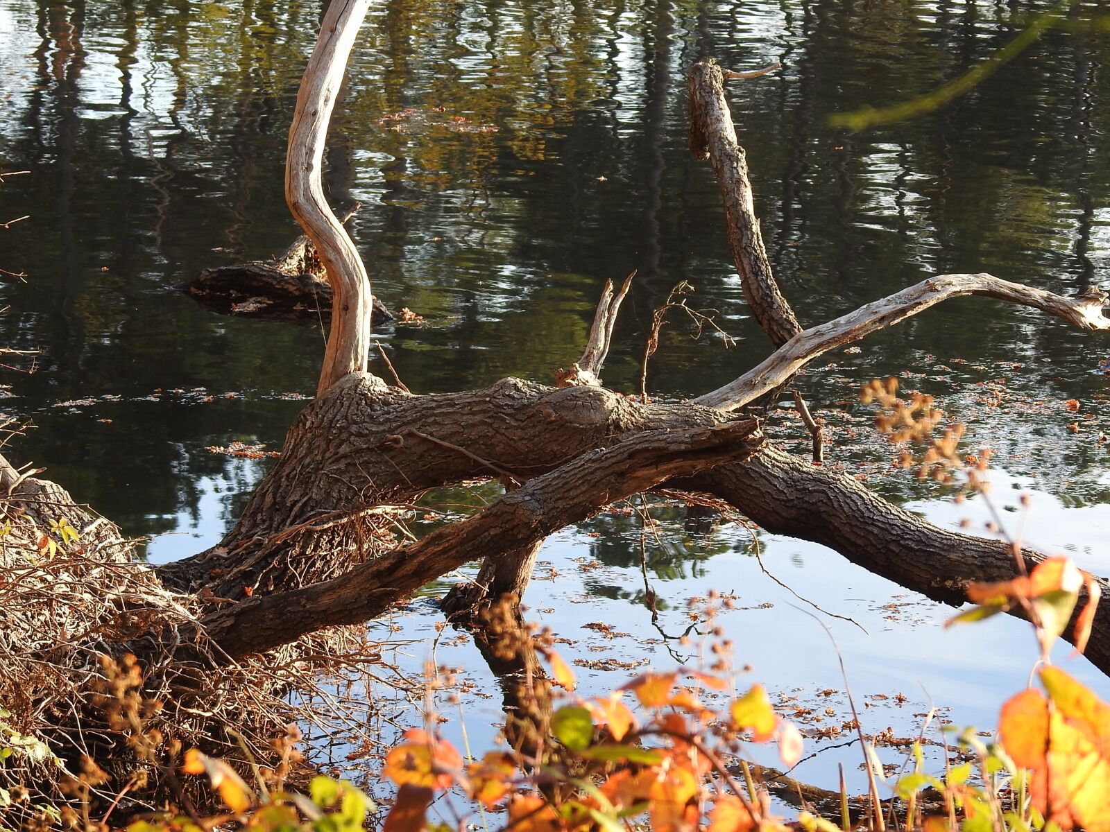 Nikon Coolpix P900 sample photo. Forest, pond, trees photography