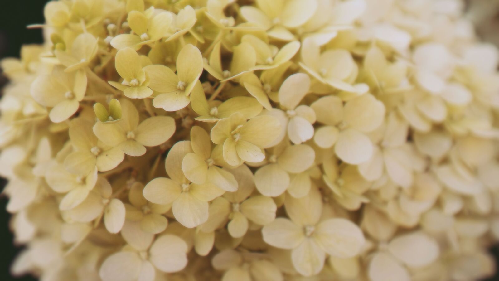 Samsung NX300 sample photo. Bokeh, flowers, macro, photography photography