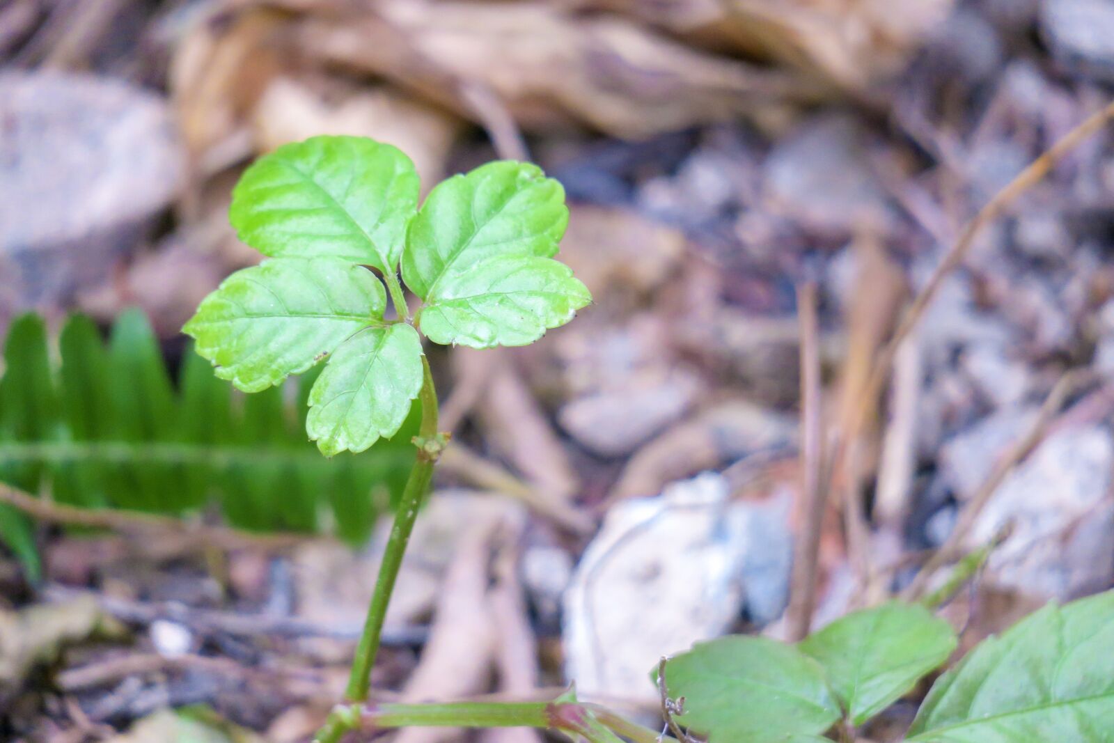 Canon PowerShot G3 X sample photo. Leaf, nature, plant photography