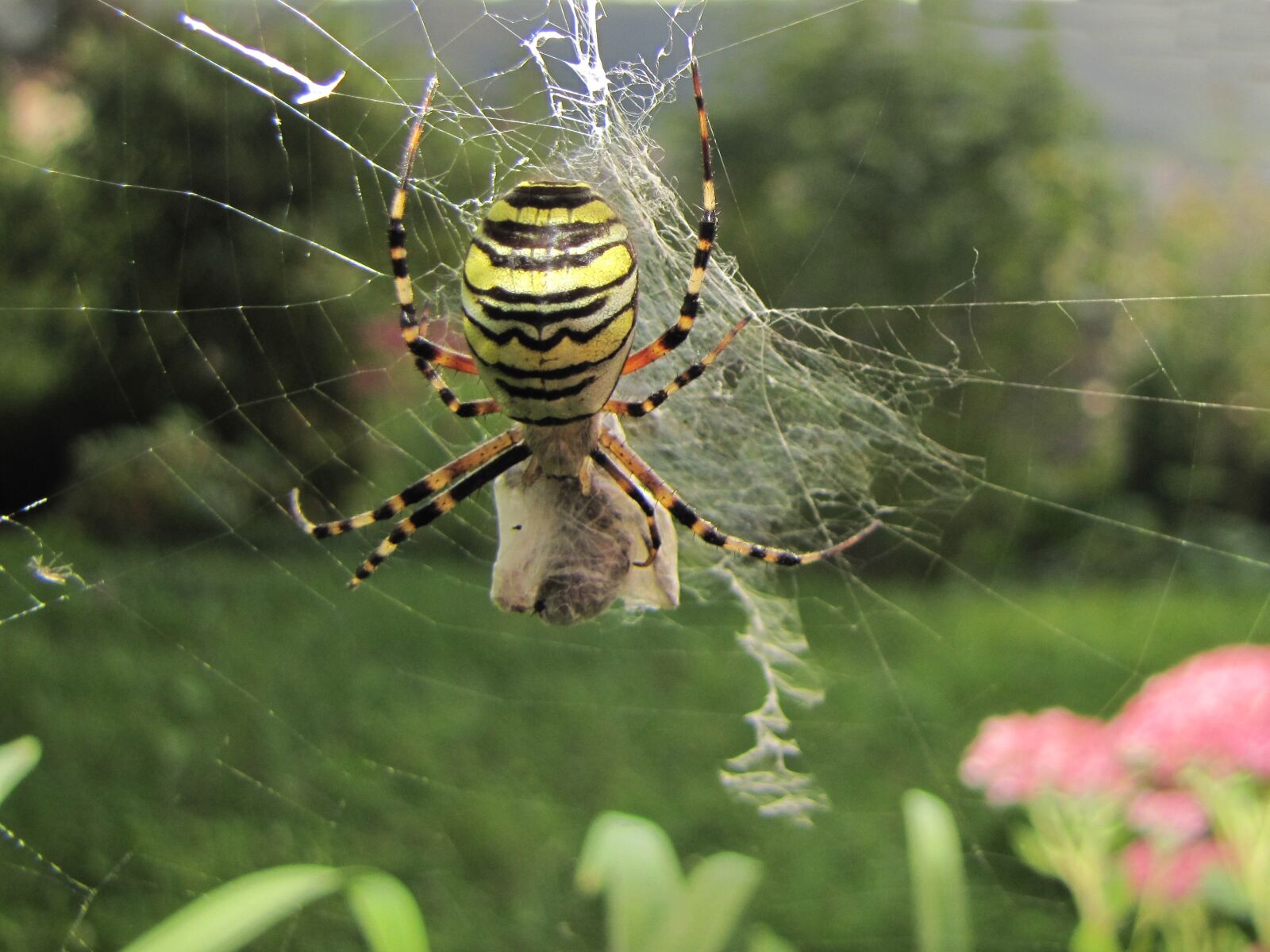 Canon PowerShot SX20 IS sample photo. Wasp spider, web, prey photography