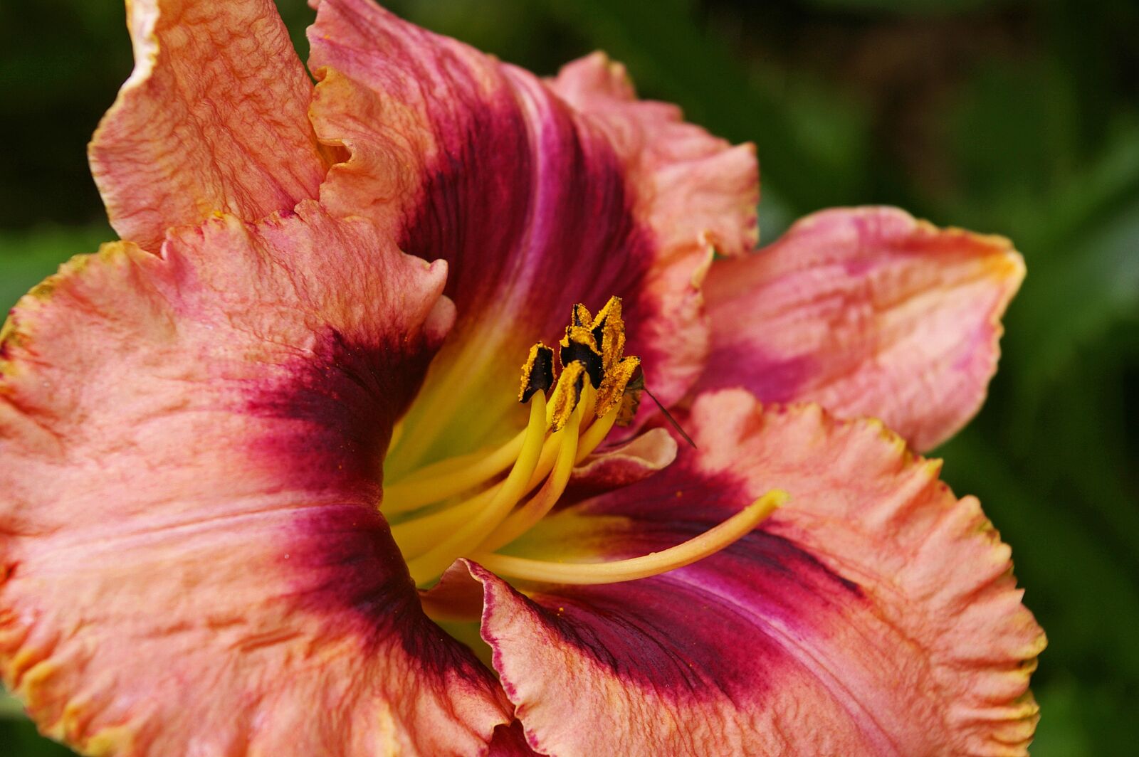 Pentax *ist DL2 sample photo. Daylily, blossom, bloom photography