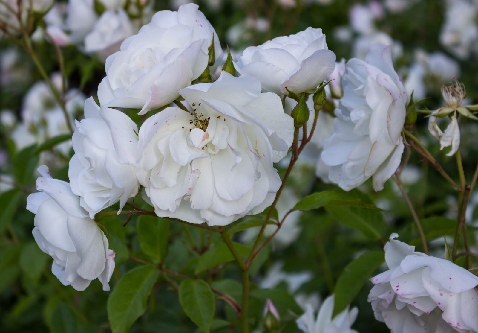 Canon EOS 600D (Rebel EOS T3i / EOS Kiss X5) sample photo. Summer, spring, garden photography