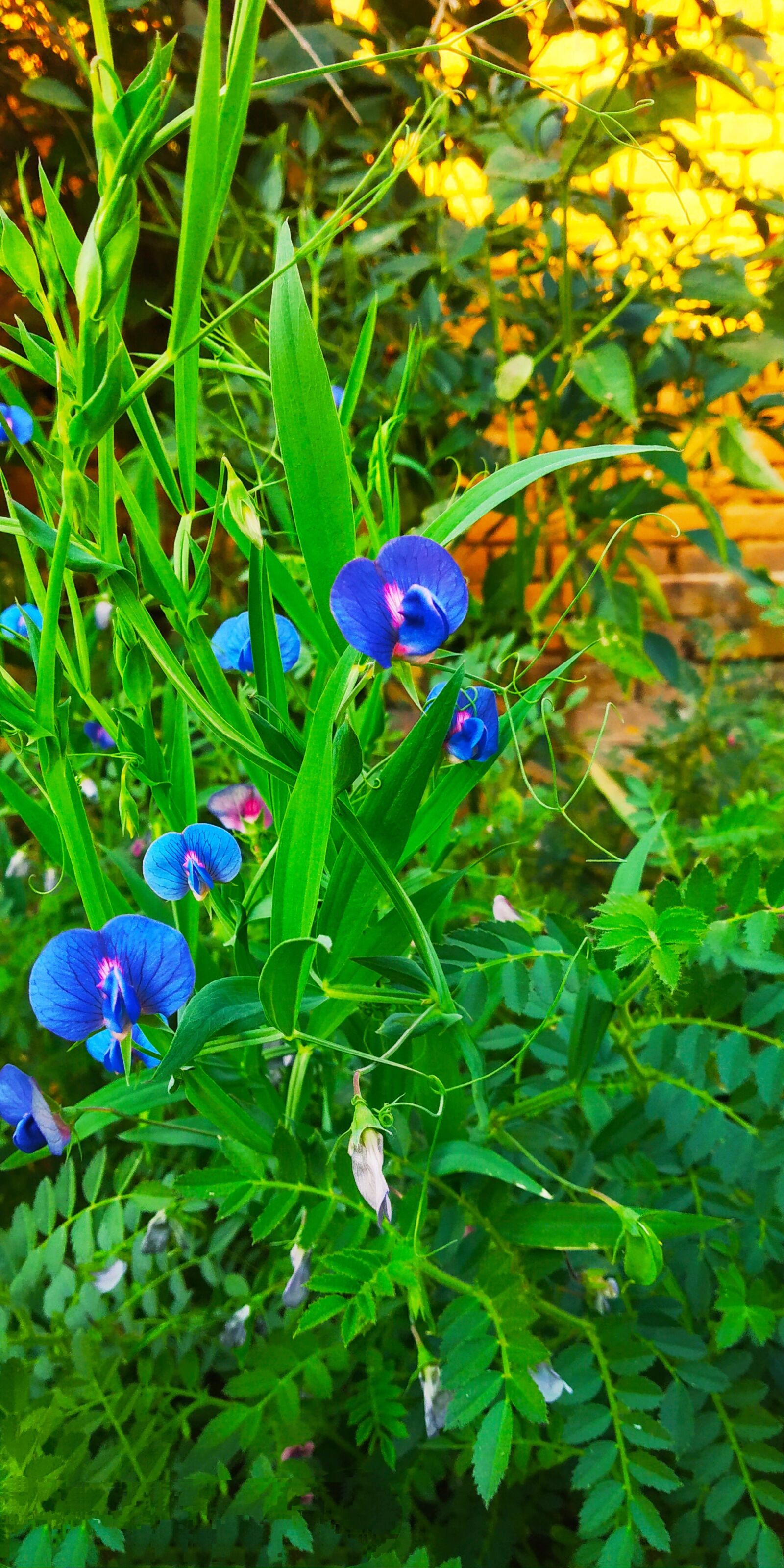 Xiaomi Redmi Note 5 Pro sample photo. Pea, bloom, green photography