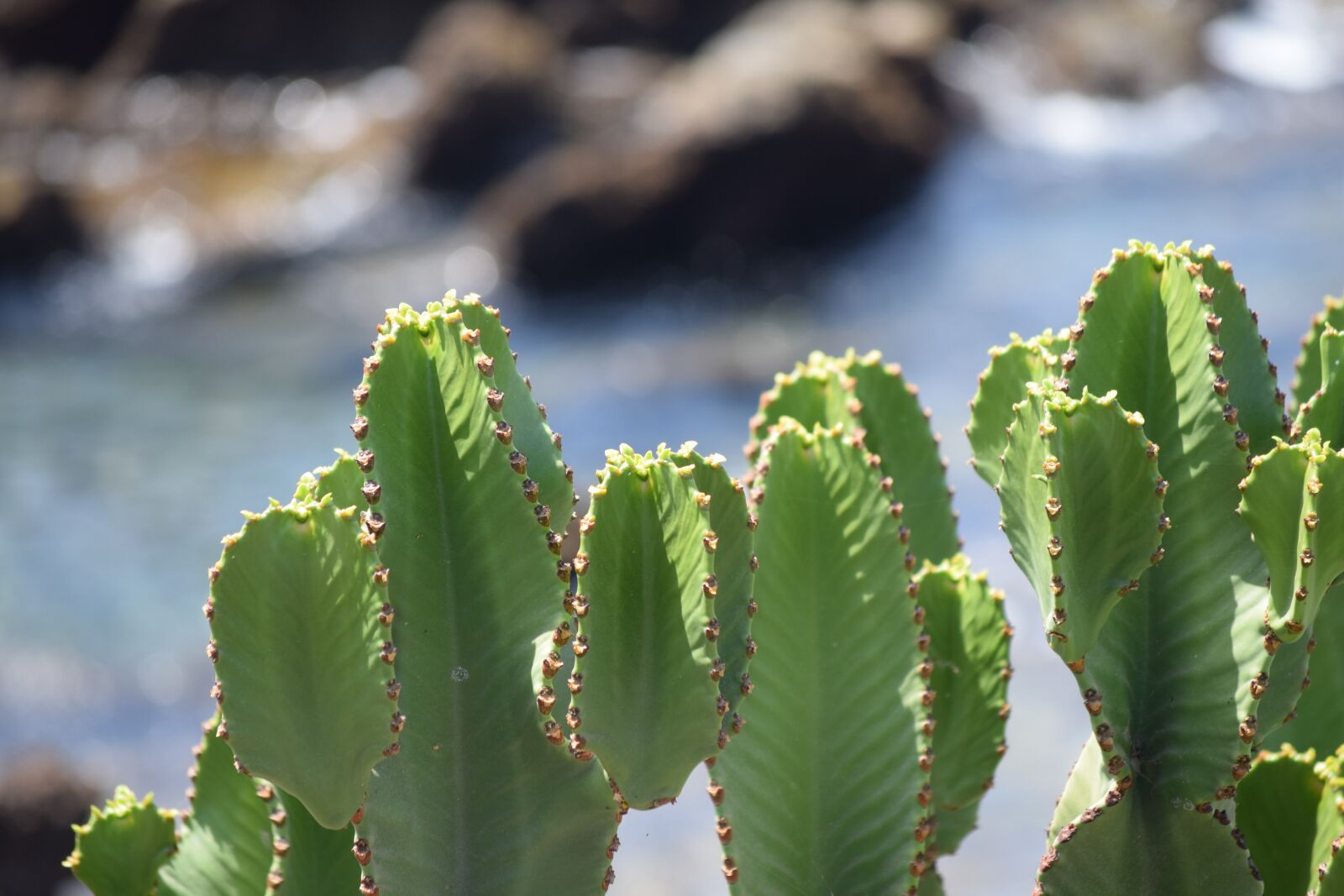 Nikon D5300 sample photo. Cactus, cacti, succulent photography