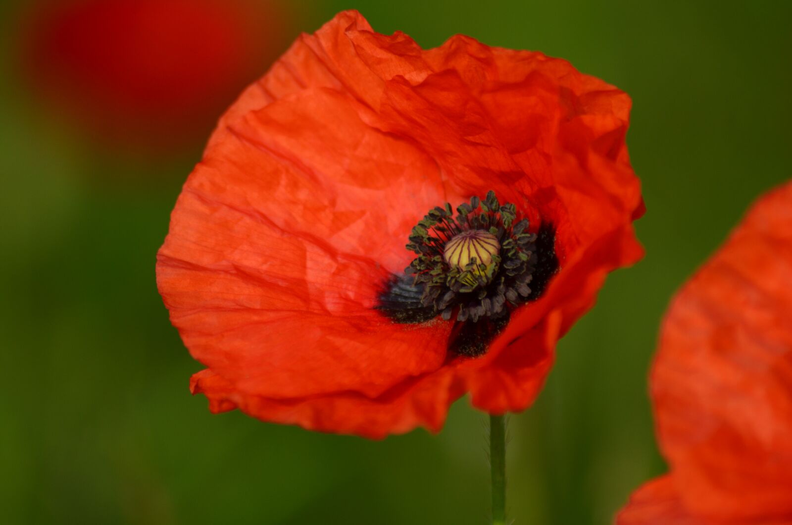 Nikon D5100 sample photo. Poppy, field of poppies photography