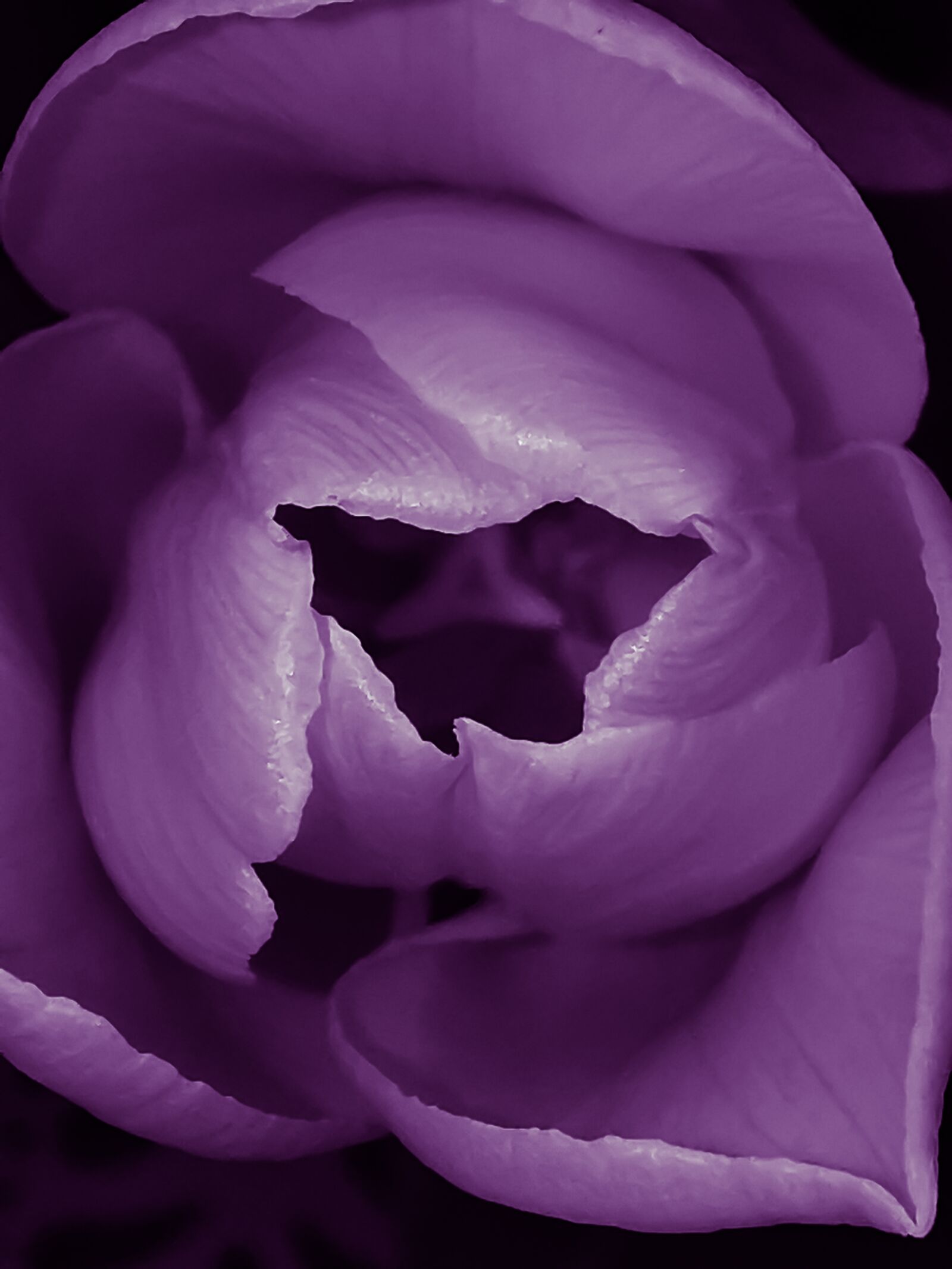 HUAWEI P30 Pro sample photo. Tulip, flower, nature photography