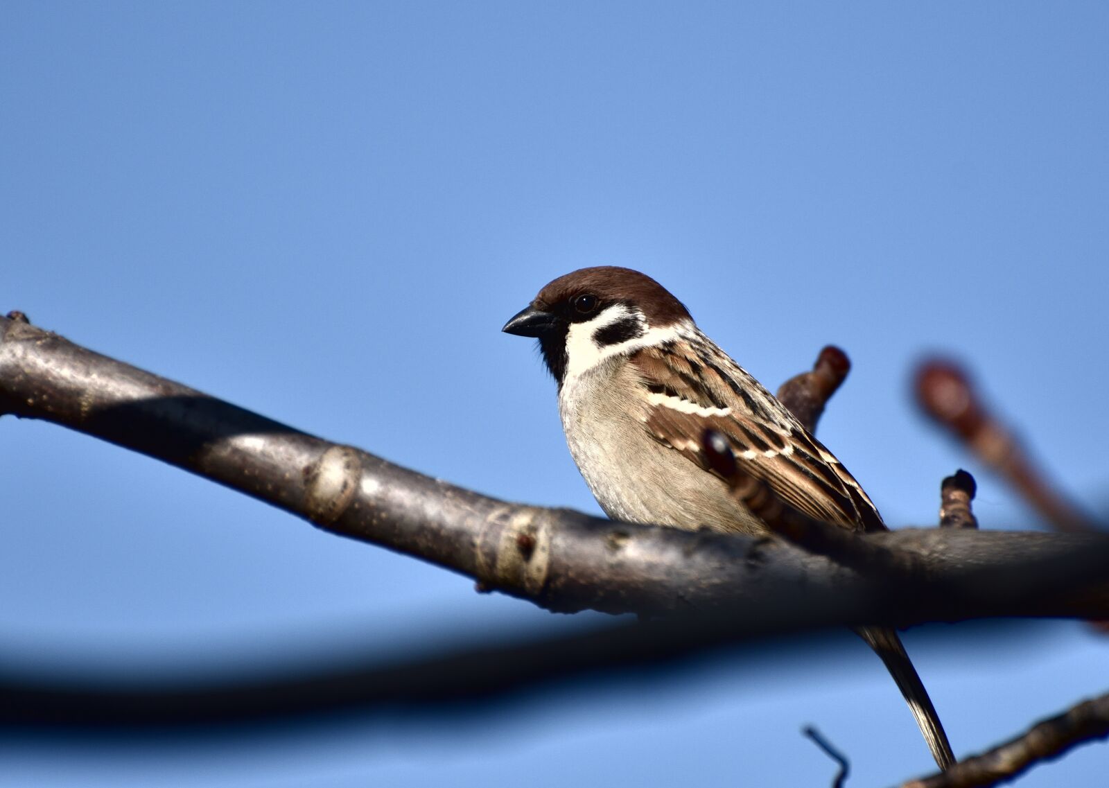 Nikon D7200 sample photo. Bird, nature, outdoors photography