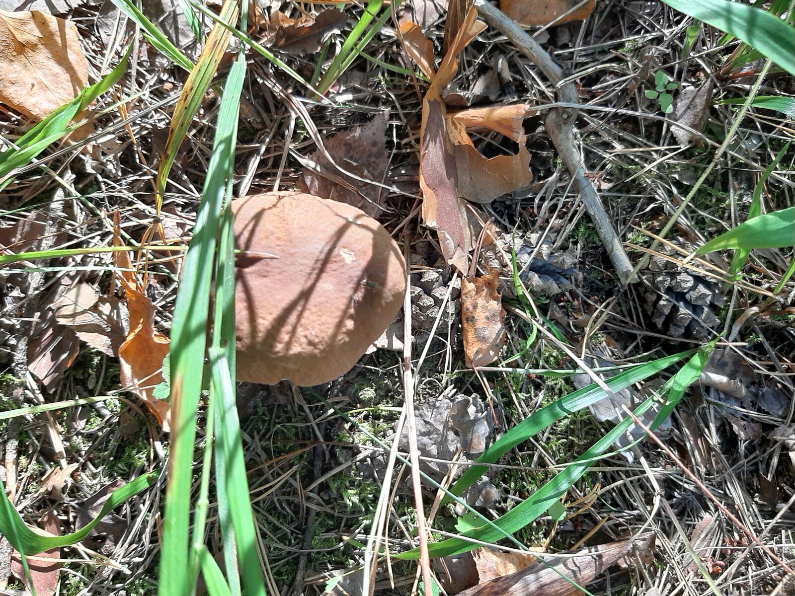 Samsung SM-A307FN sample photo. Mushroom, nature, autumn photography