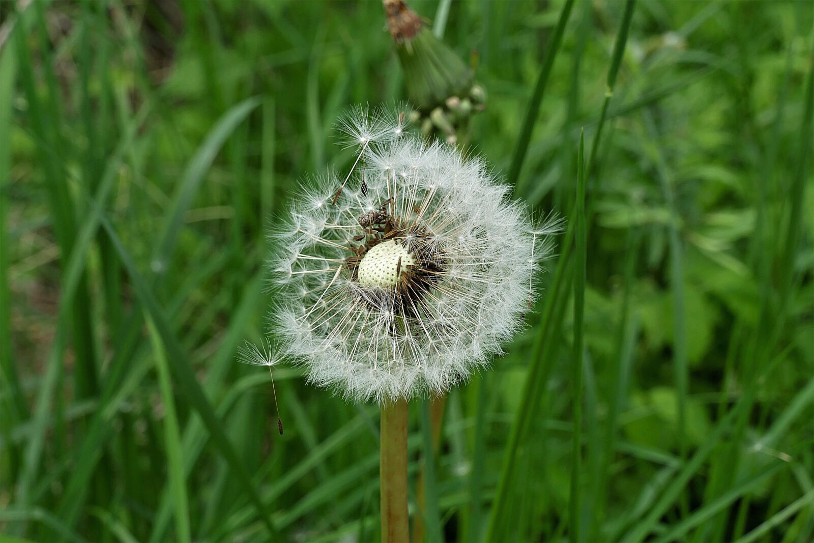 Panasonic Lumix DMC-FZ1000 sample photo. Dandelion, pointed flower, flying photography