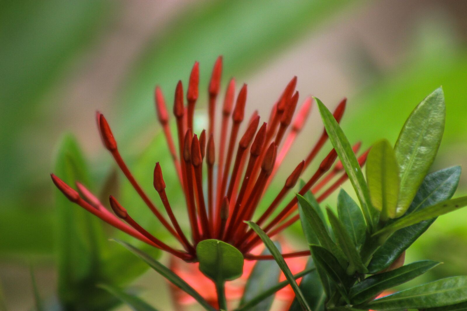 Canon EOS 600D (Rebel EOS T3i / EOS Kiss X5) sample photo. Flower, garden, nature photography