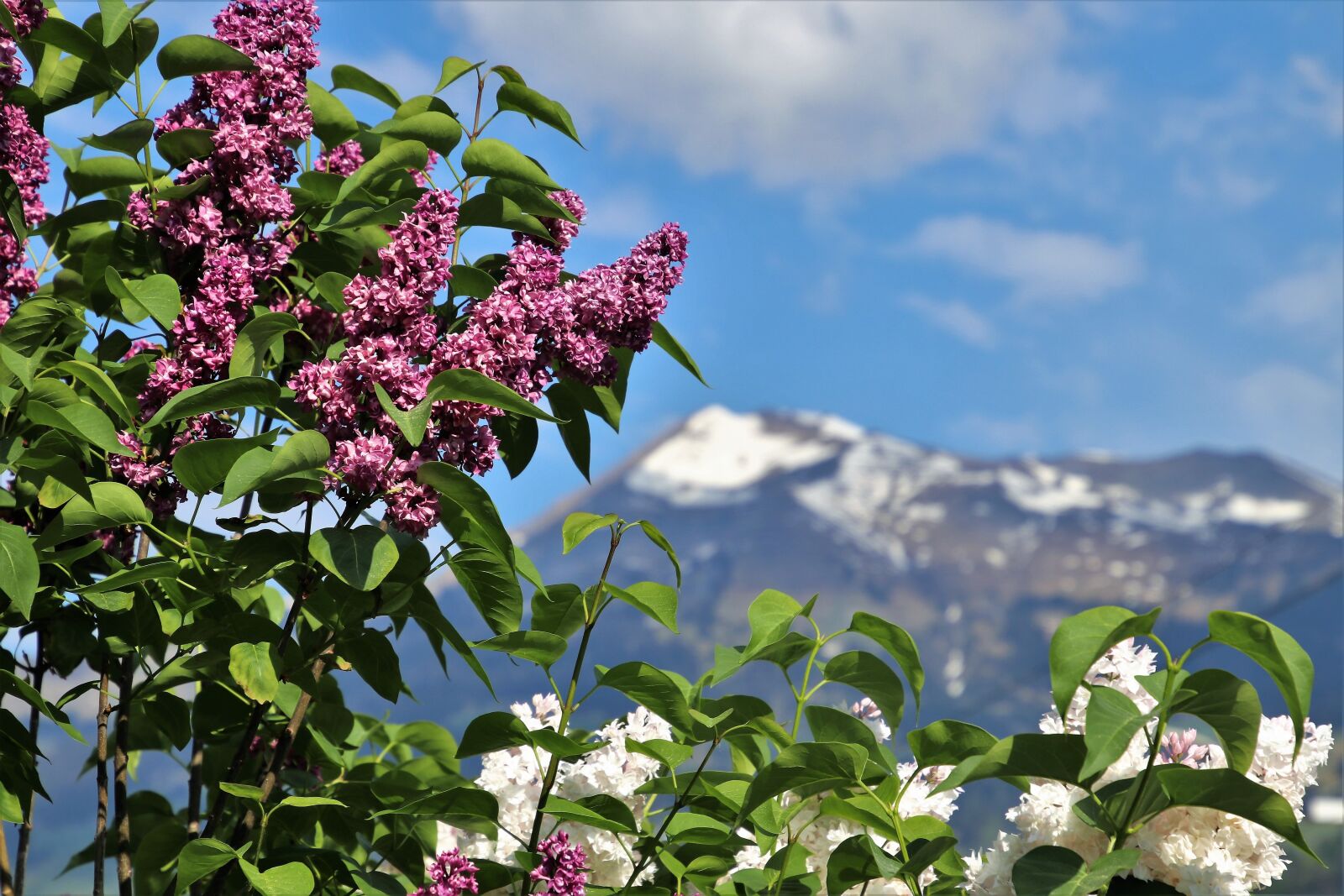 Canon EOS 80D sample photo. Top view, without, violet photography