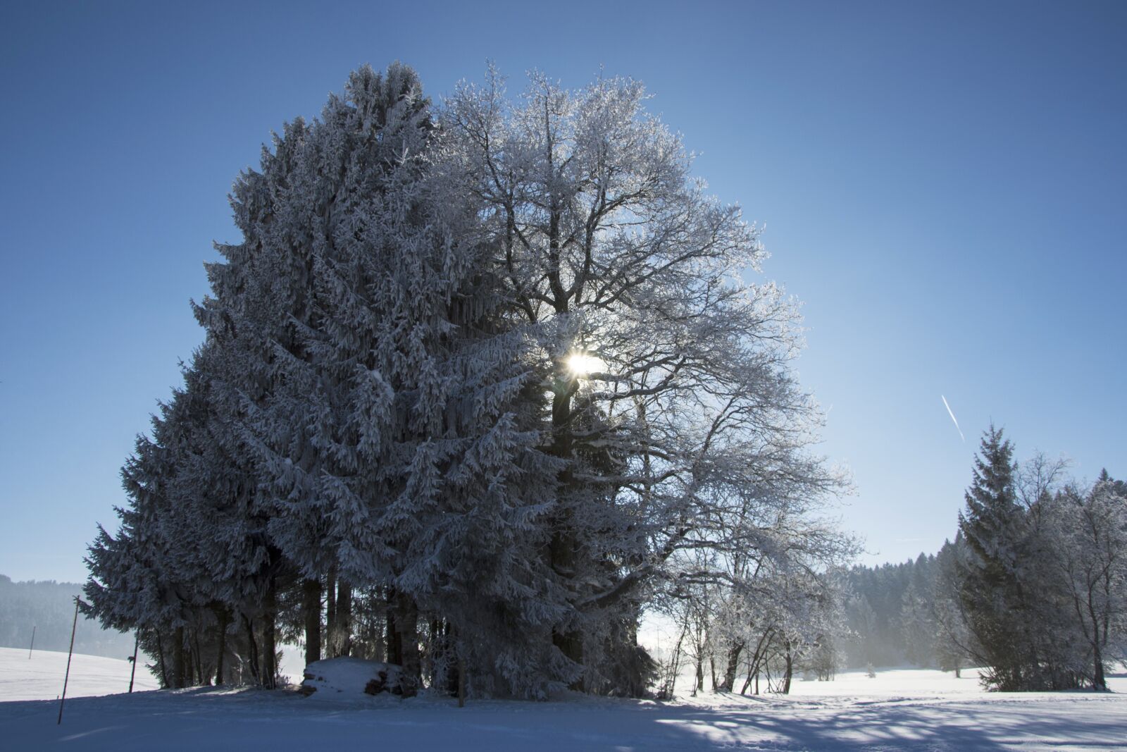 Nikon D7200 sample photo. Trees, snow, frost photography
