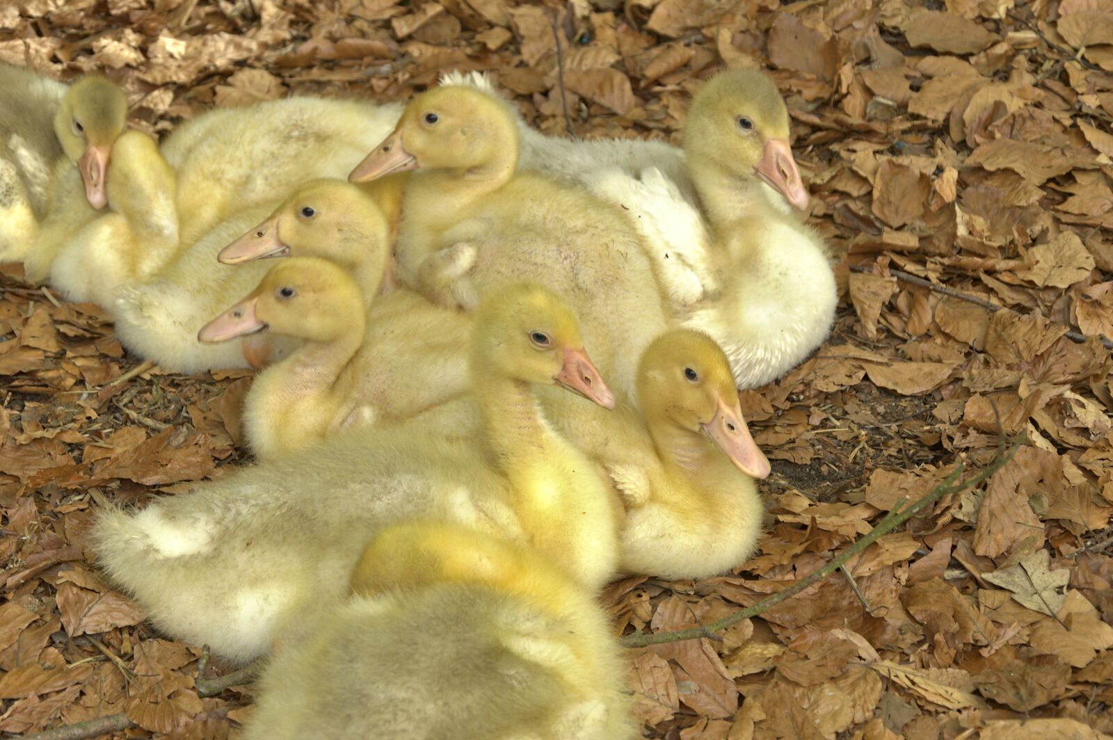Nikon D3200 sample photo. Chicks, goslings, geese photography