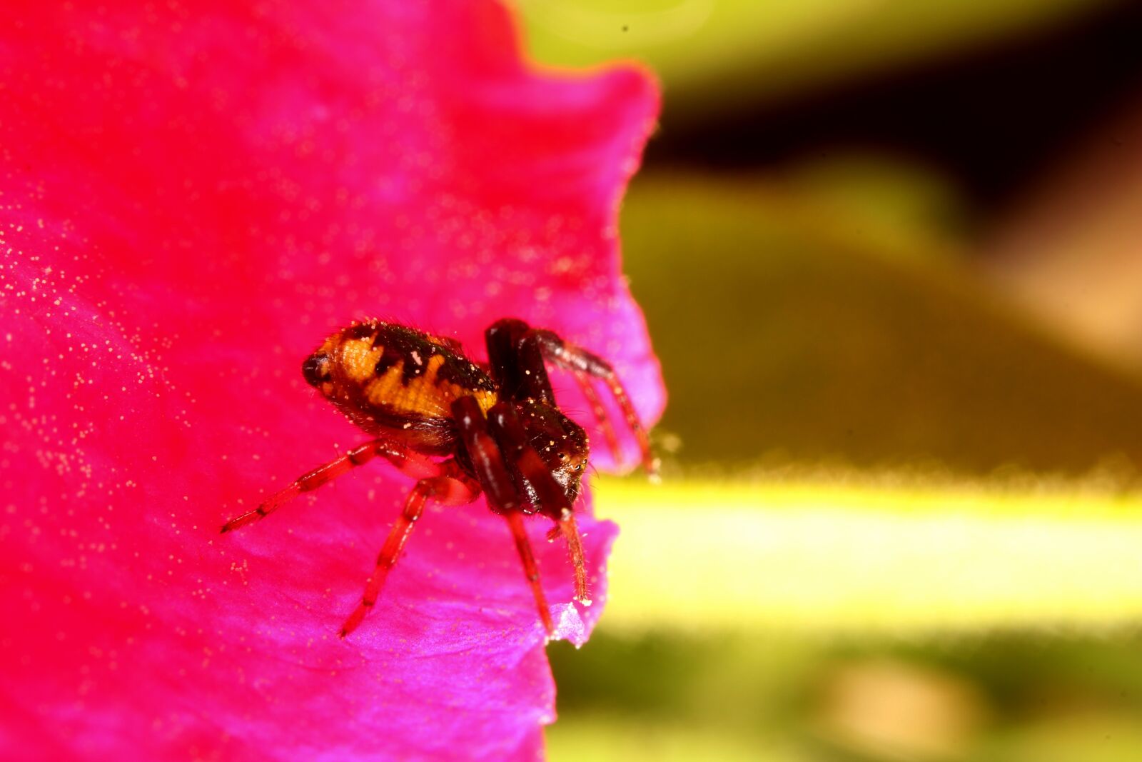 Canon EOS 1300D (EOS Rebel T6 / EOS Kiss X80) sample photo. Spider, flower, insects photography