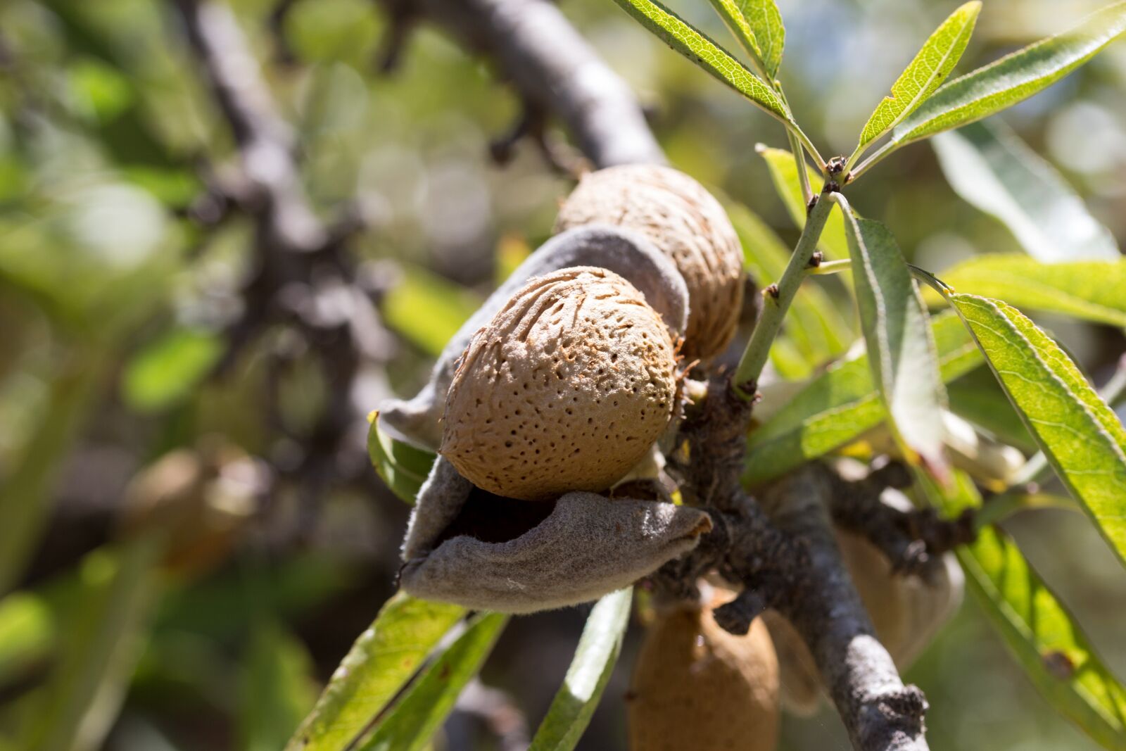 Canon EF-S 60mm F2.8 Macro USM sample photo. Almond, fruit, cultivation photography