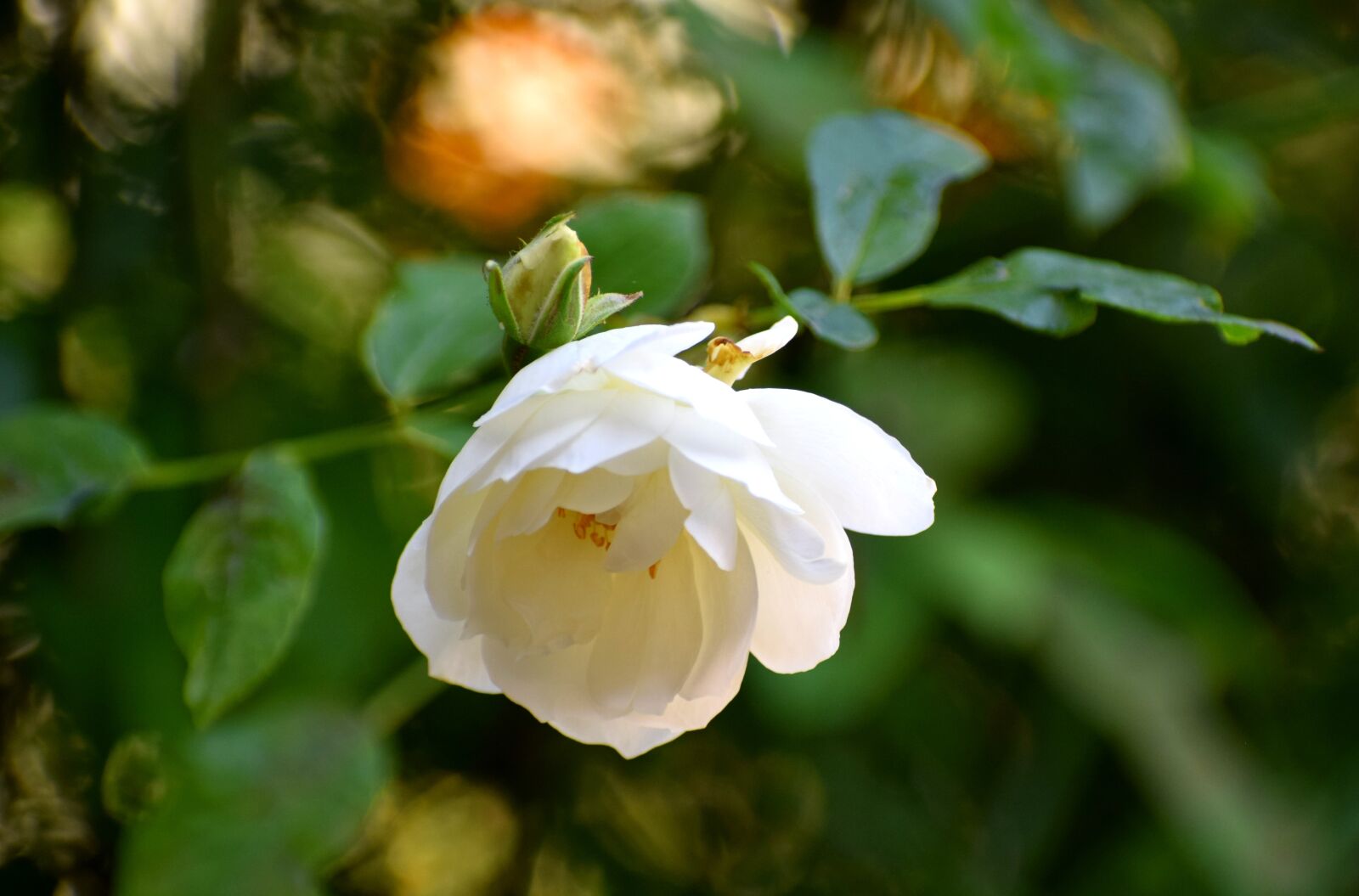 Nikon D3300 sample photo. White, rose, flower photography