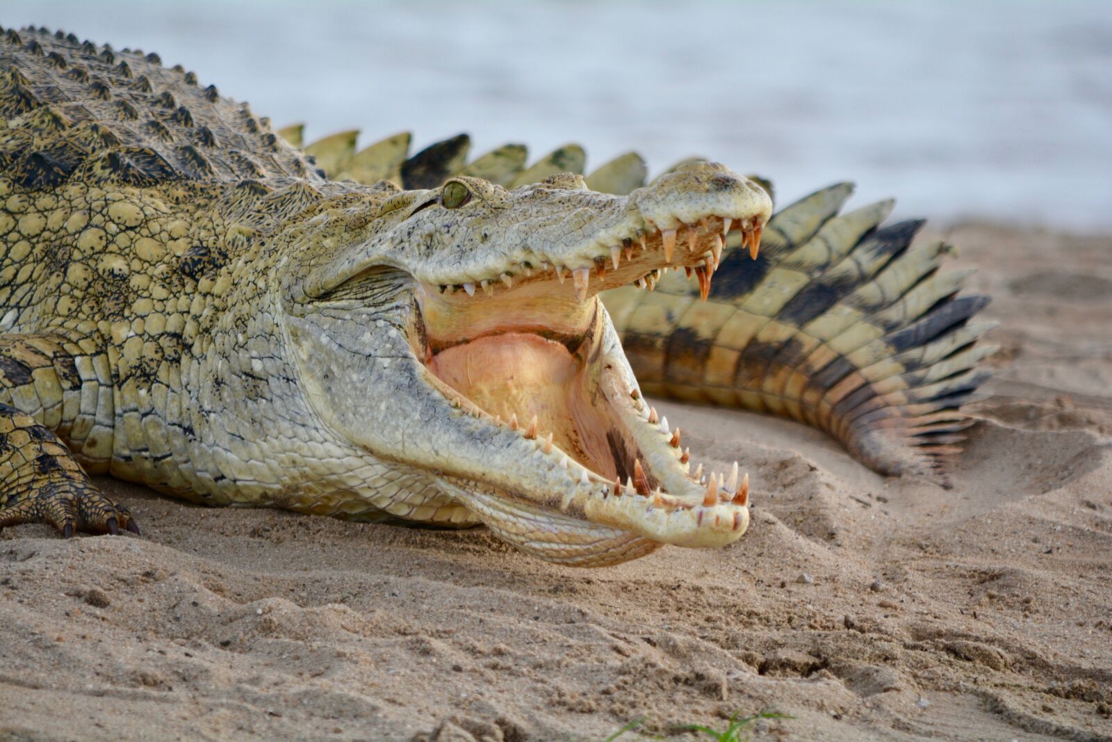 Nikon D7100 sample photo. Crocodile, africa, natural park photography