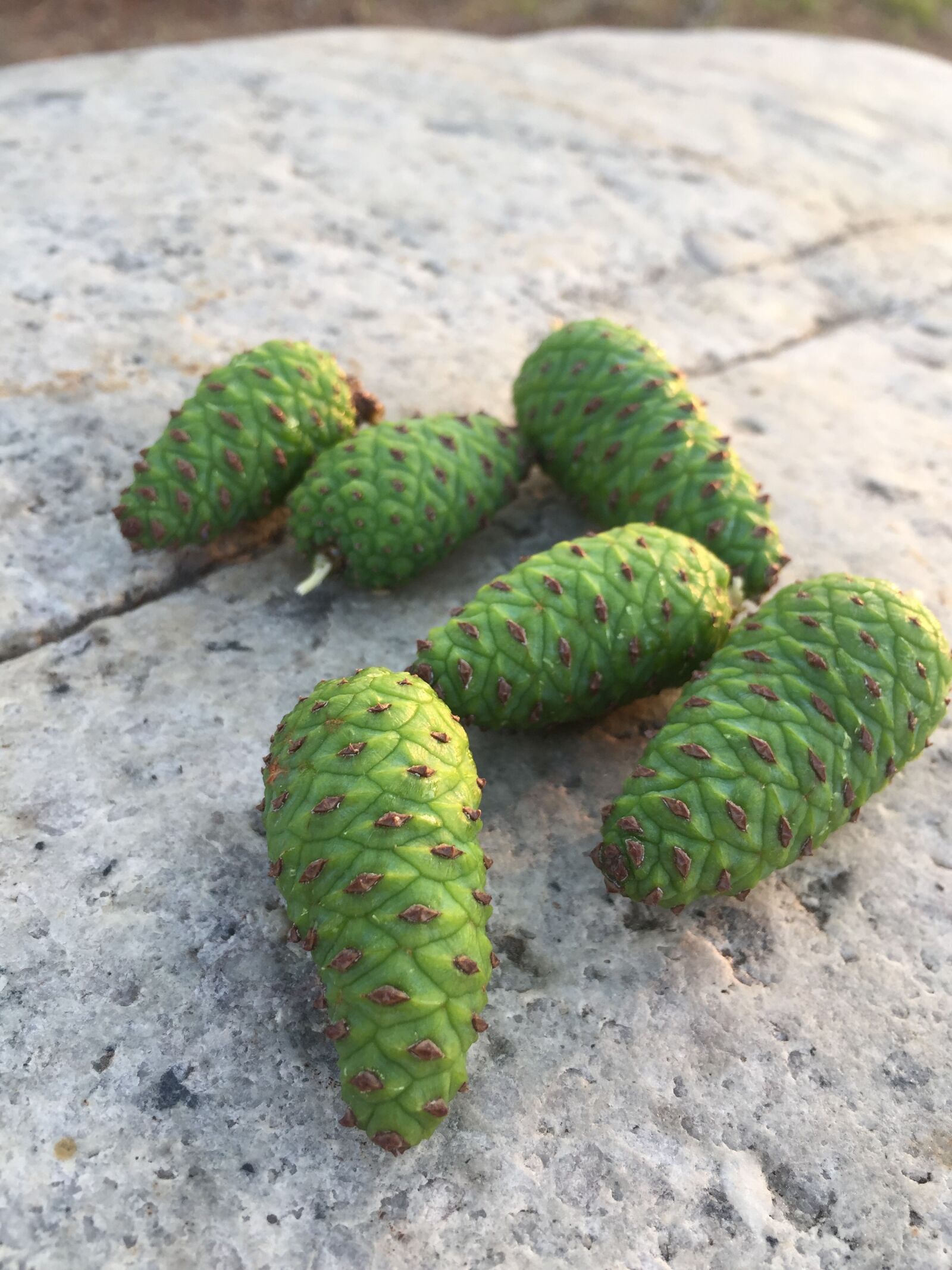 Apple iPhone 6 sample photo. Pine cone, healing, nature photography