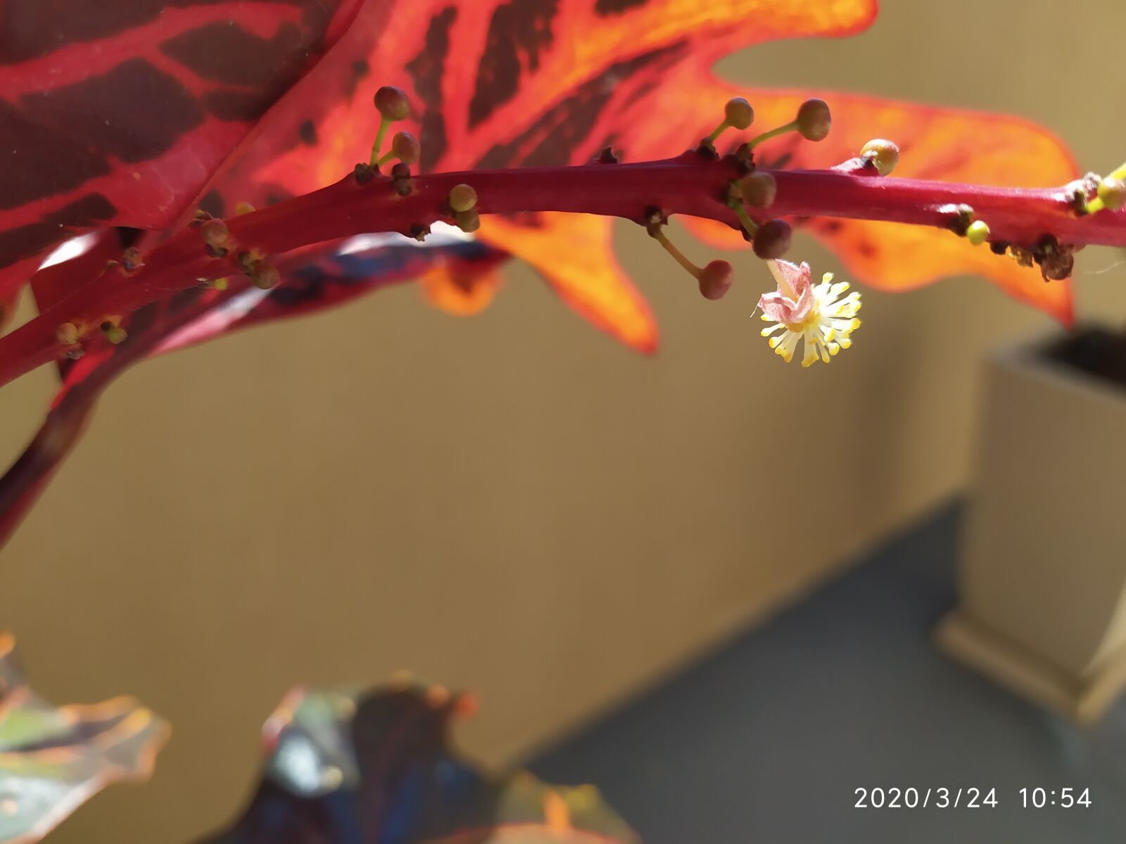 Xiaomi Redmi Note 7 sample photo. The red plant, beautiful photography