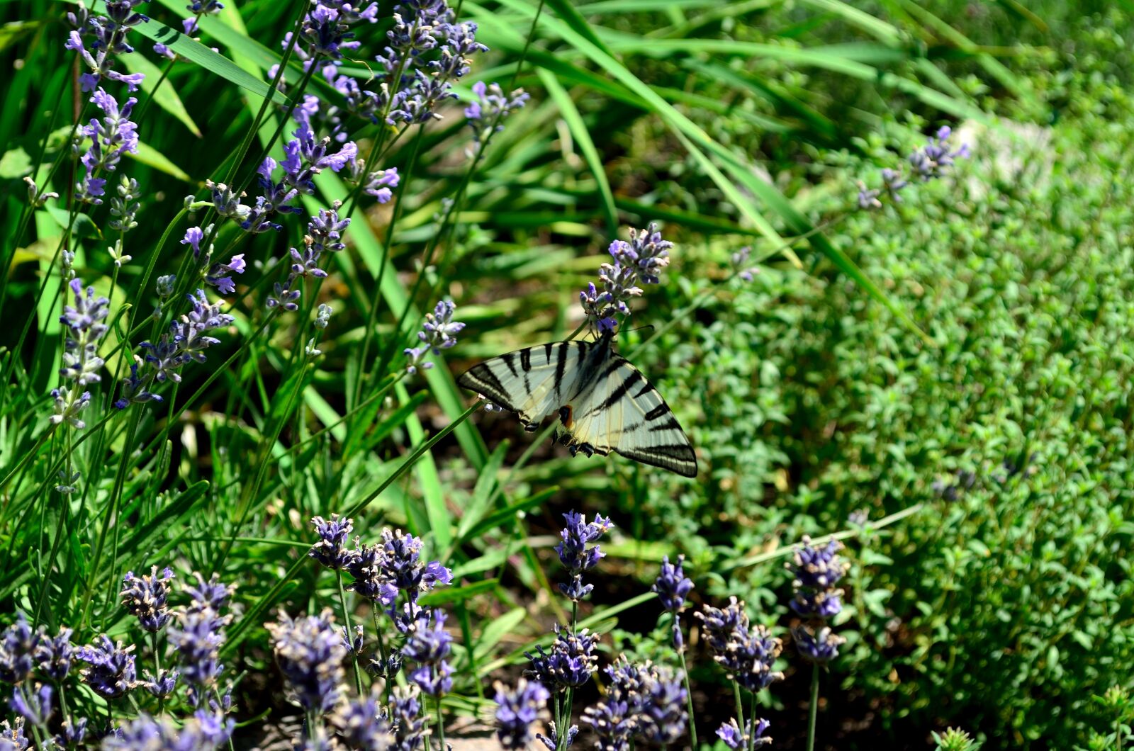 Nikon D5100 sample photo. Flowers, lilac, motley grass photography