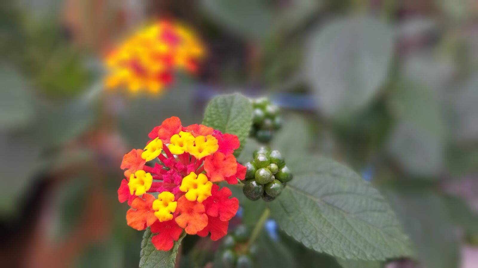 Samsung Galaxy A9 (2018) sample photo. Plants, background, nature photography