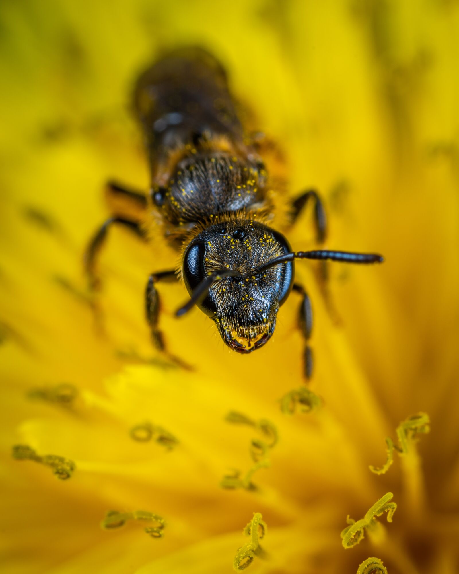 #124 65/2.8 sample photo. Insect, bee, macro photography