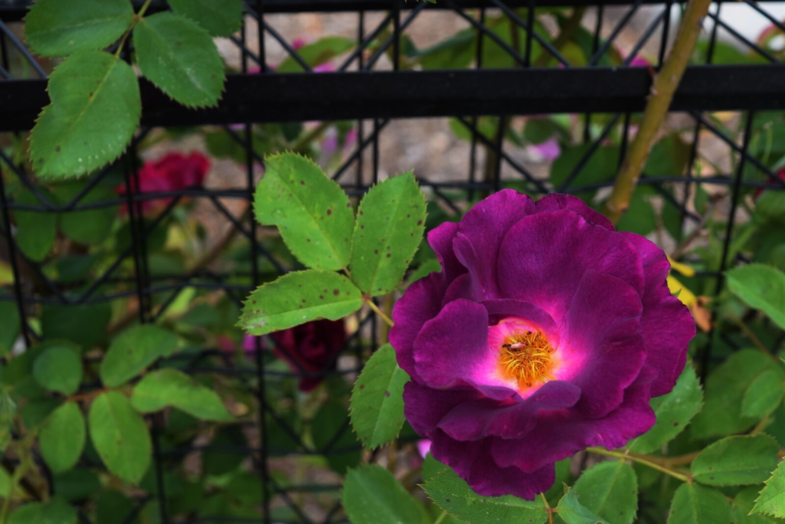 Nikon D3300 sample photo. Purple, rose, flower photography