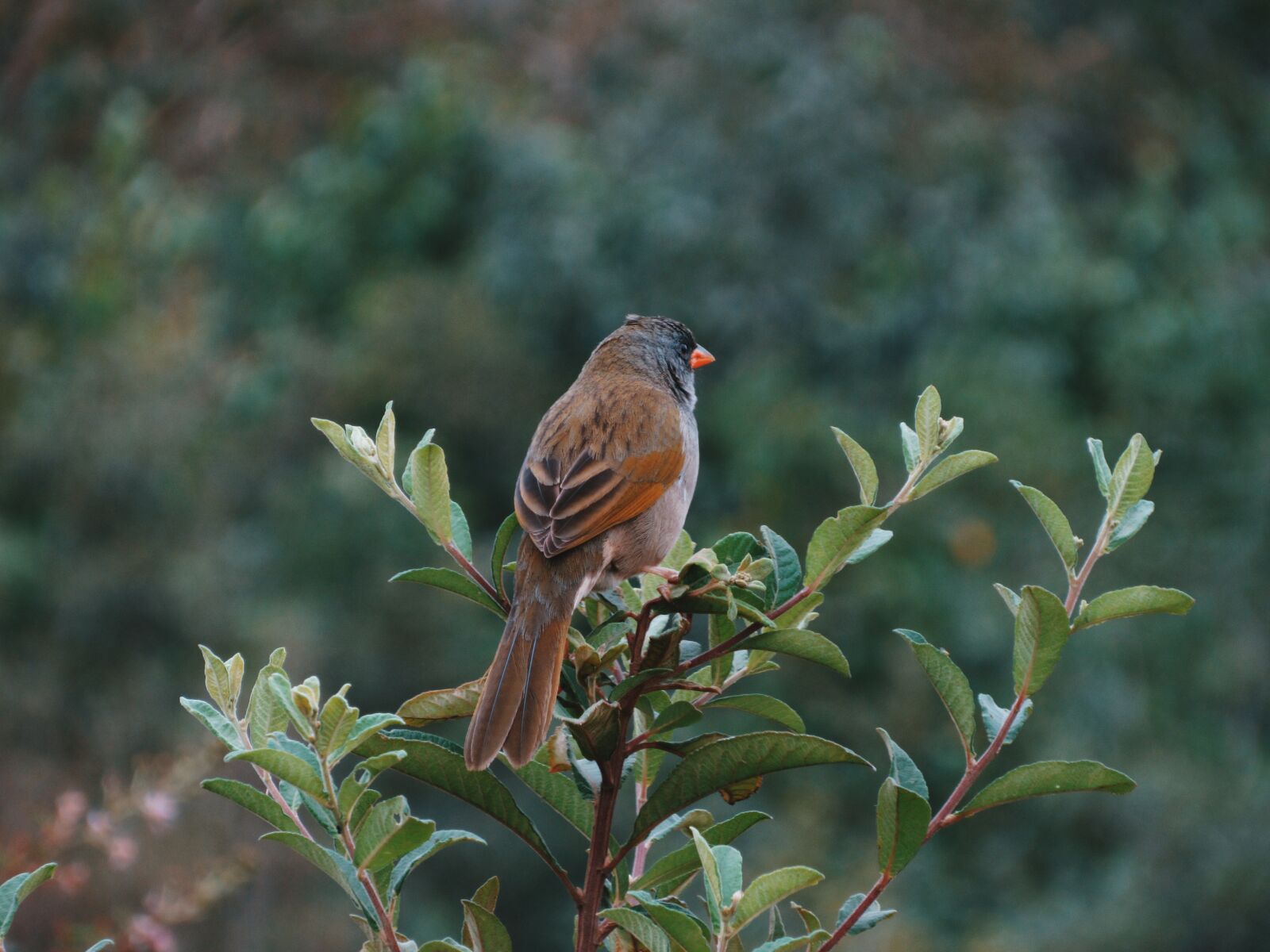 Canon PowerShot SX520 HS sample photo. Bird, nature, leaves photography