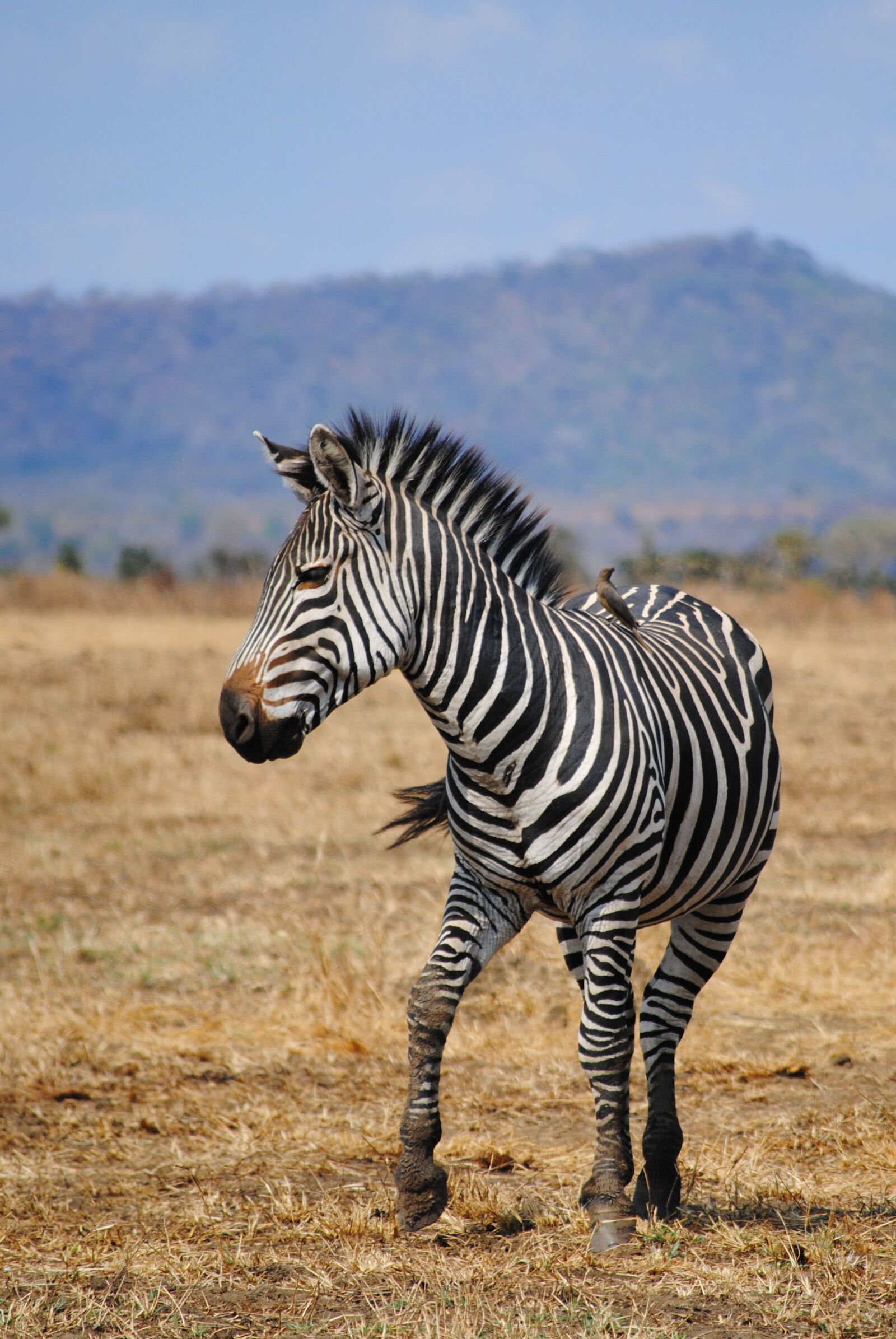 Nikon D3000 sample photo. Safari, tanzania, africa photography