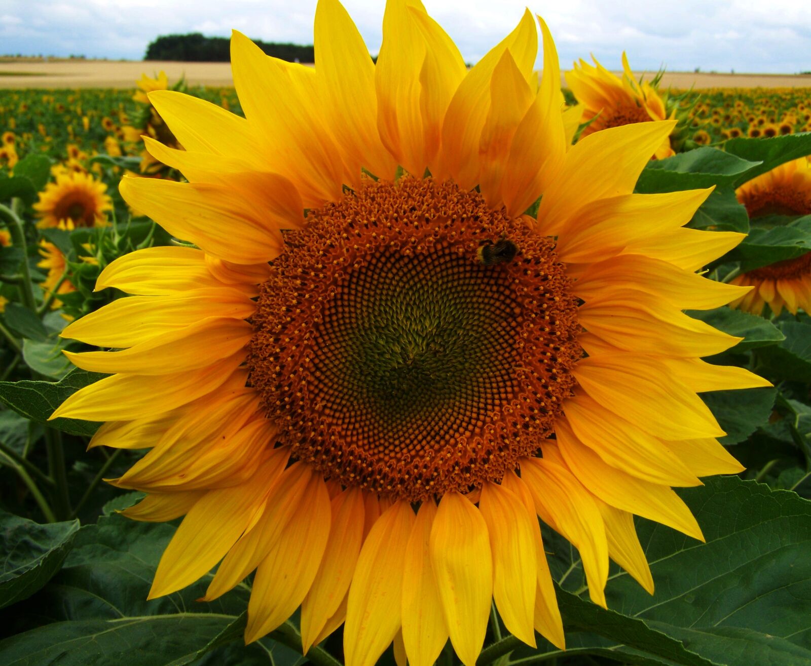 Kodak EASYSHARE ZD710 ZOOM DIGITAL CAMERA sample photo. Sunflower, yellow inflorescence, agriculture photography