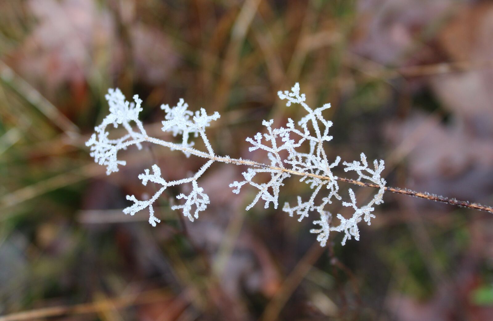 Canon EOS 1200D (EOS Rebel T5 / EOS Kiss X70 / EOS Hi) sample photo. Winter, frost, nature photography