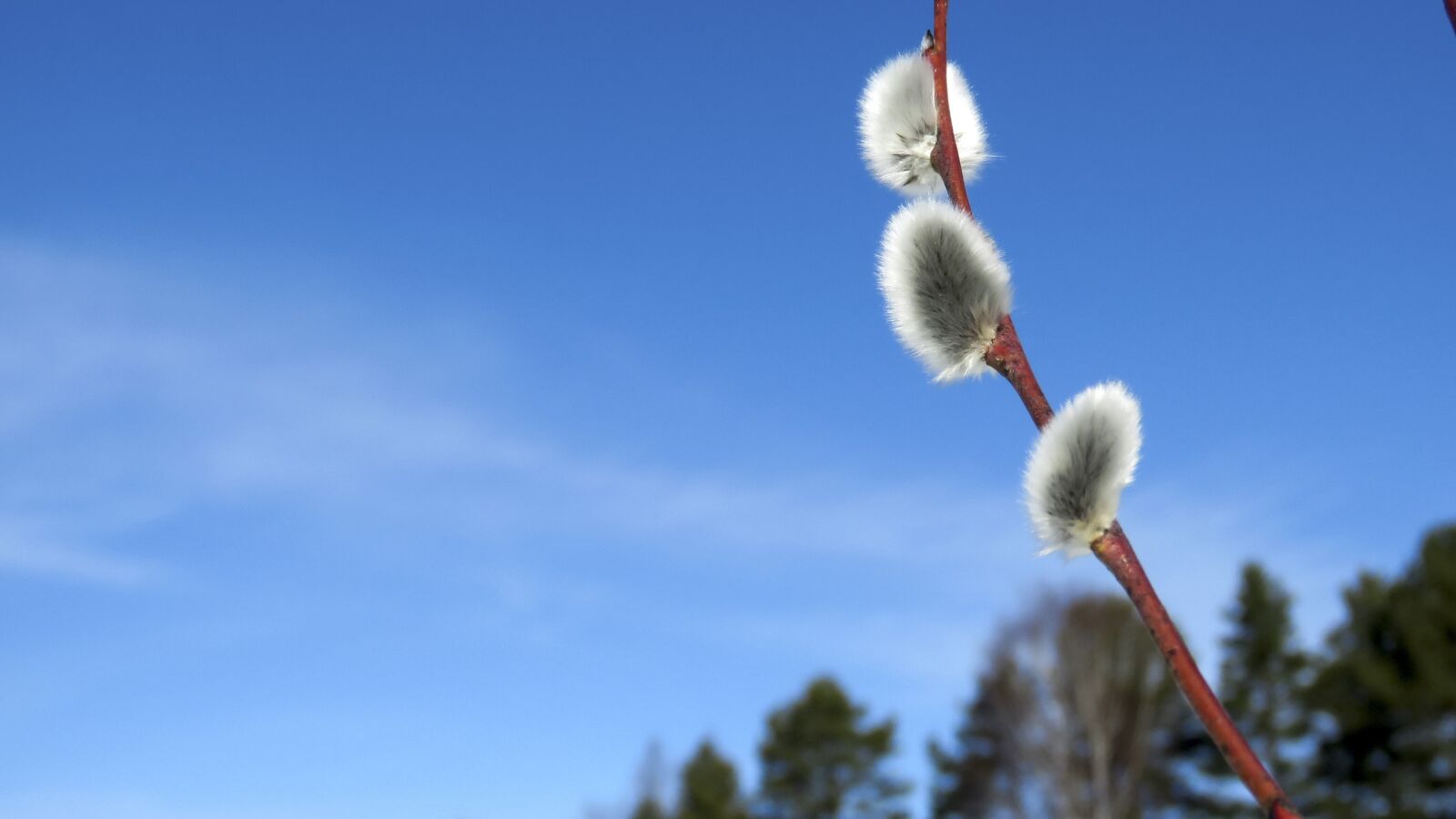 Canon PowerShot SX60 HS sample photo. Verba, branch, spring photography