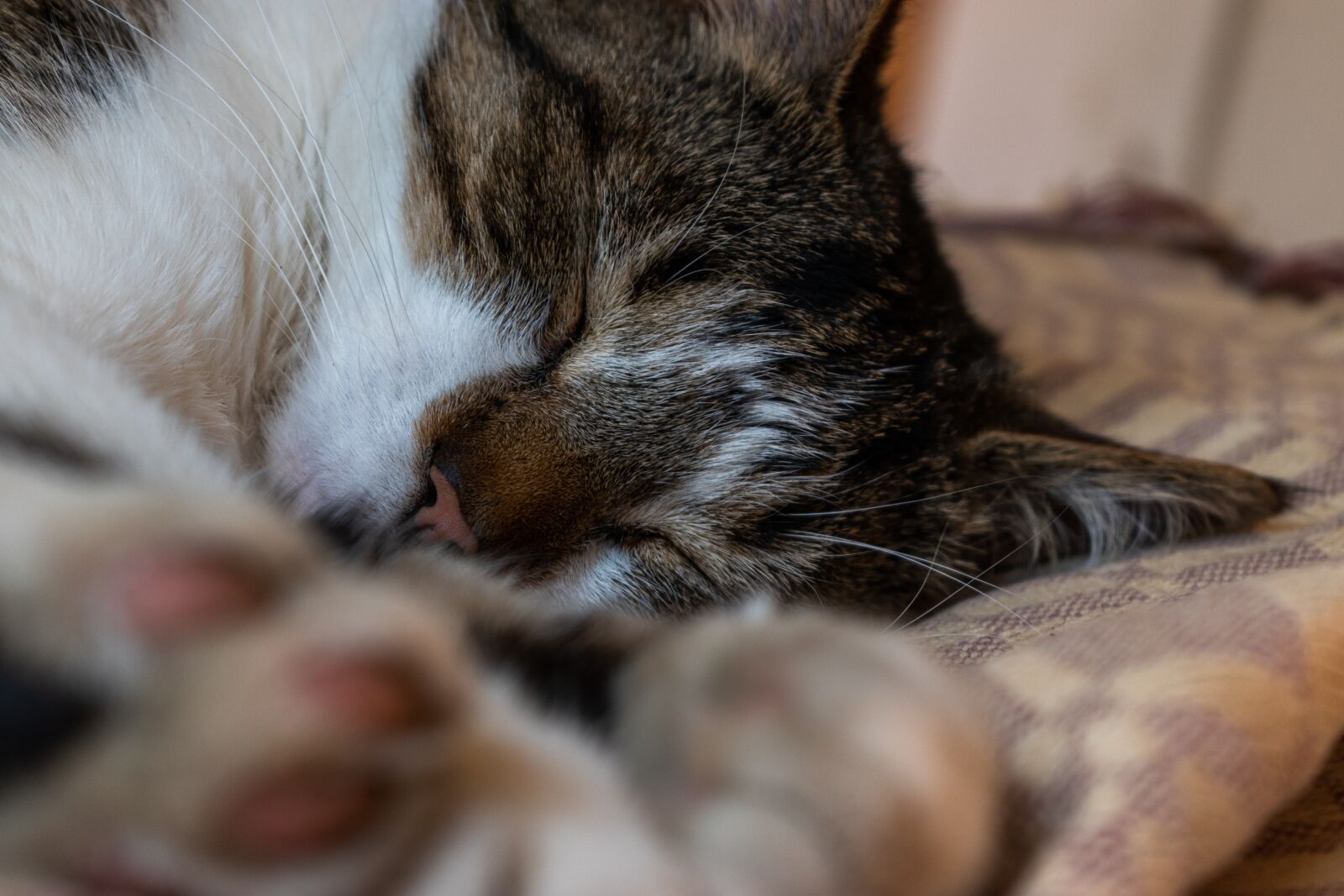 Nikon D5600 sample photo. Cat, kitten, pet photography
