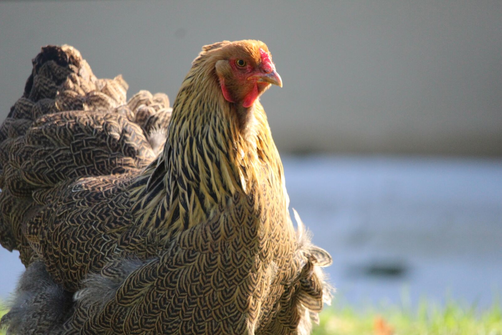 Canon EOS 1200D (EOS Rebel T5 / EOS Kiss X70 / EOS Hi) sample photo. Hen brahma, hen, farm photography