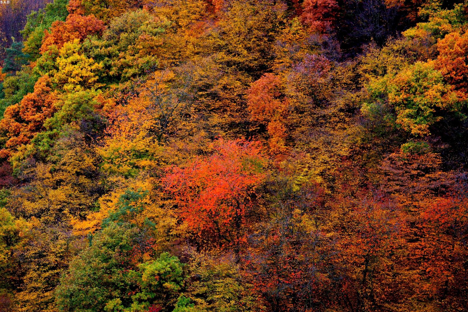 Canon EOS 40D sample photo. Altenahr, autumn, trees photography
