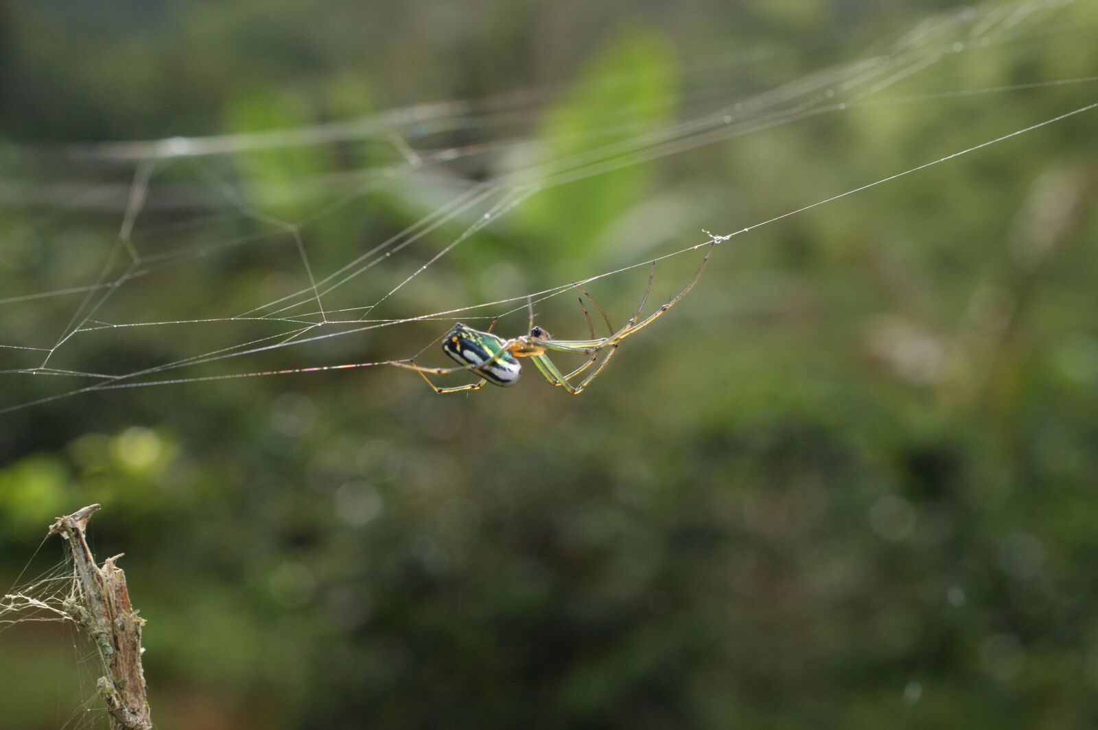 Sony Alpha DSLR-A390 sample photo. Insects, area, kettle photography