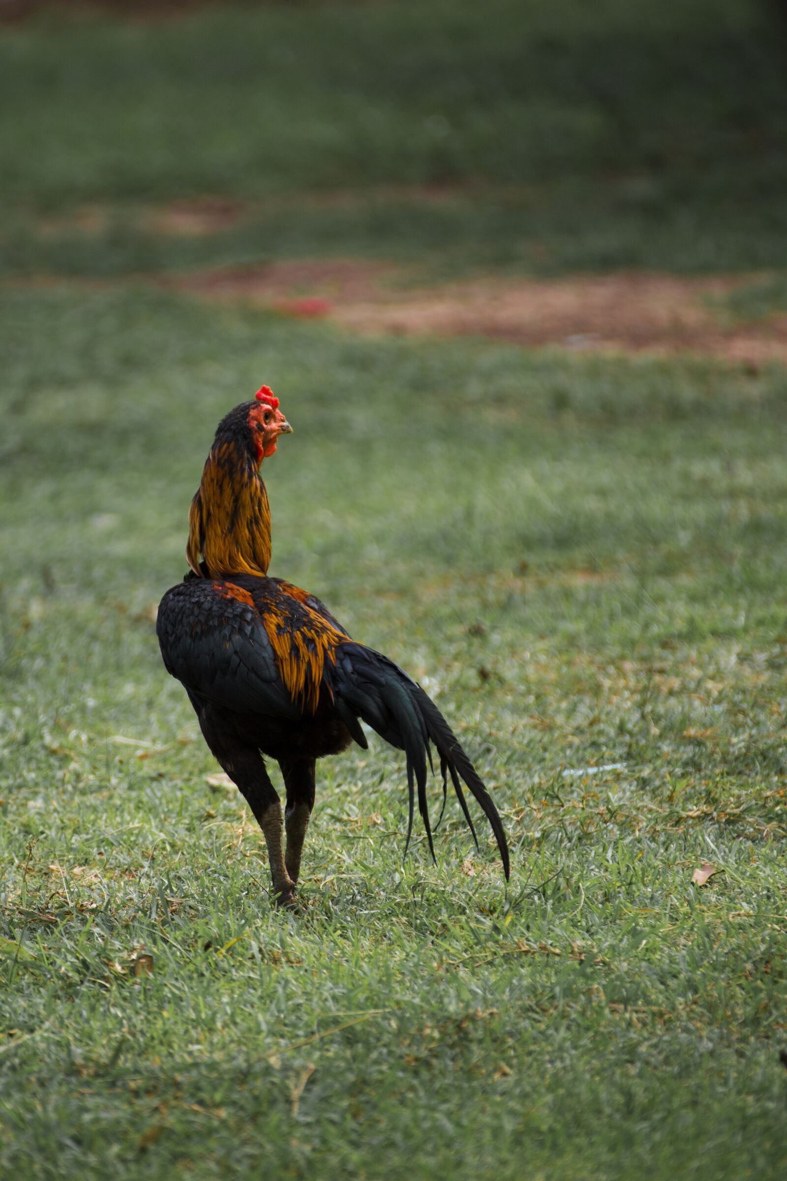 Canon EOS 5D Mark III sample photo. Animals, bidd, in the photography