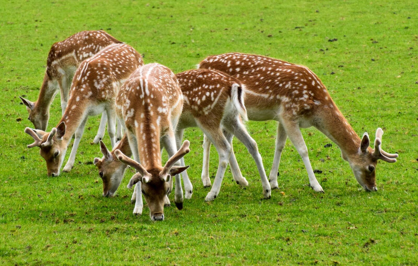 Nikon D5300 sample photo. Deer, animals, wild photography
