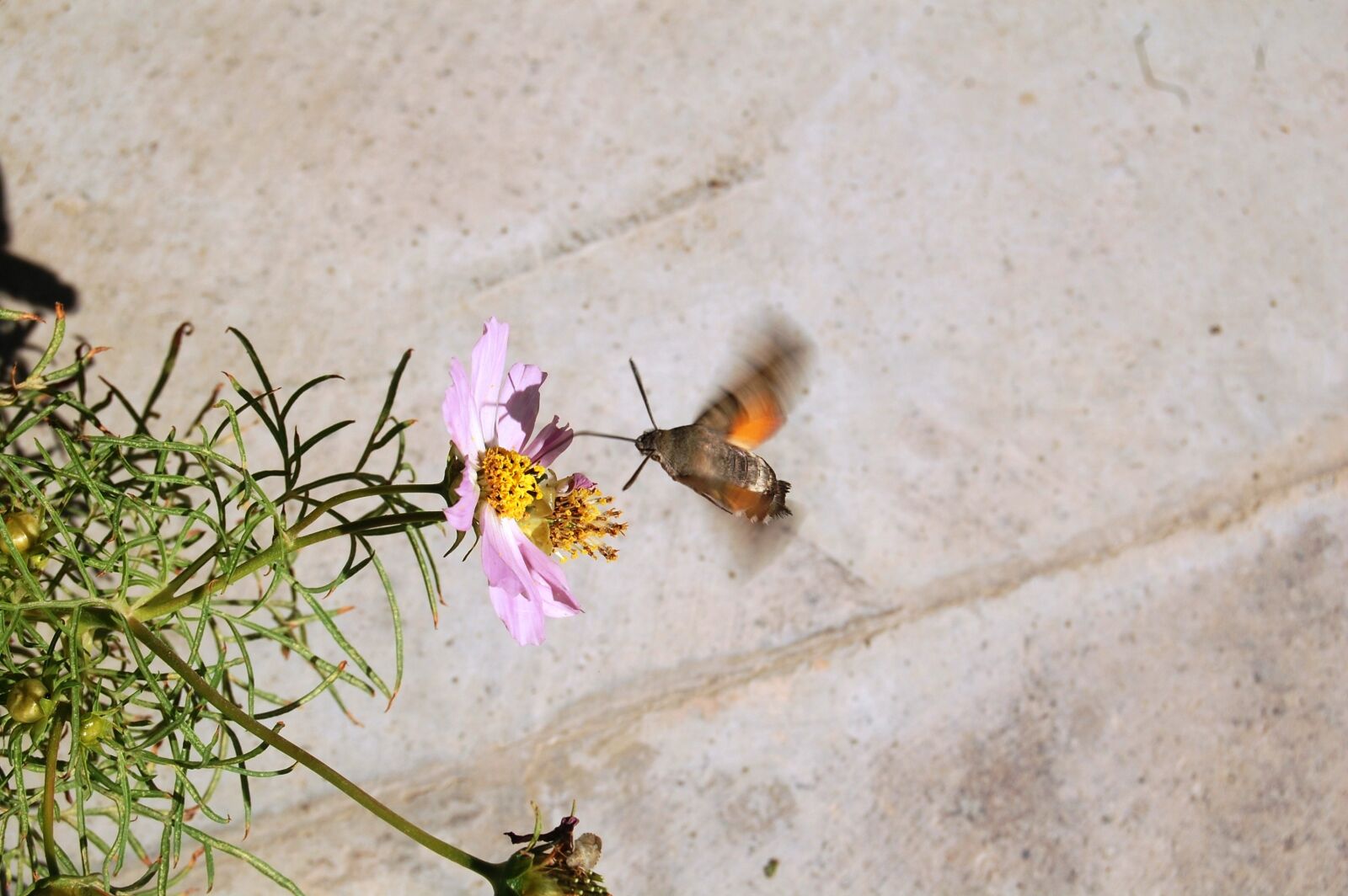 Nikon D40 sample photo. Nature, spring, flower photography