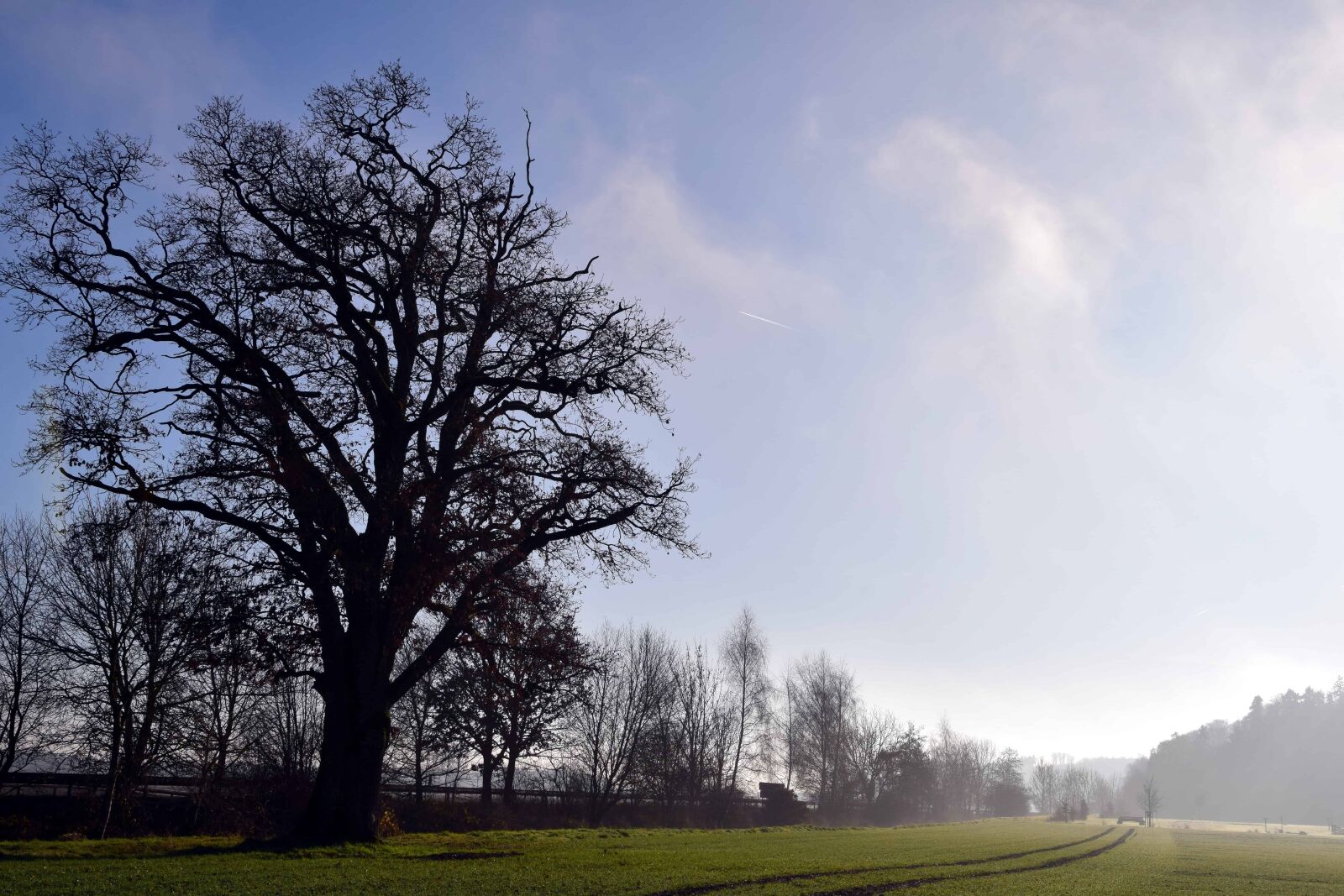 Nikon D3300 sample photo. Tree, green grass, nature photography