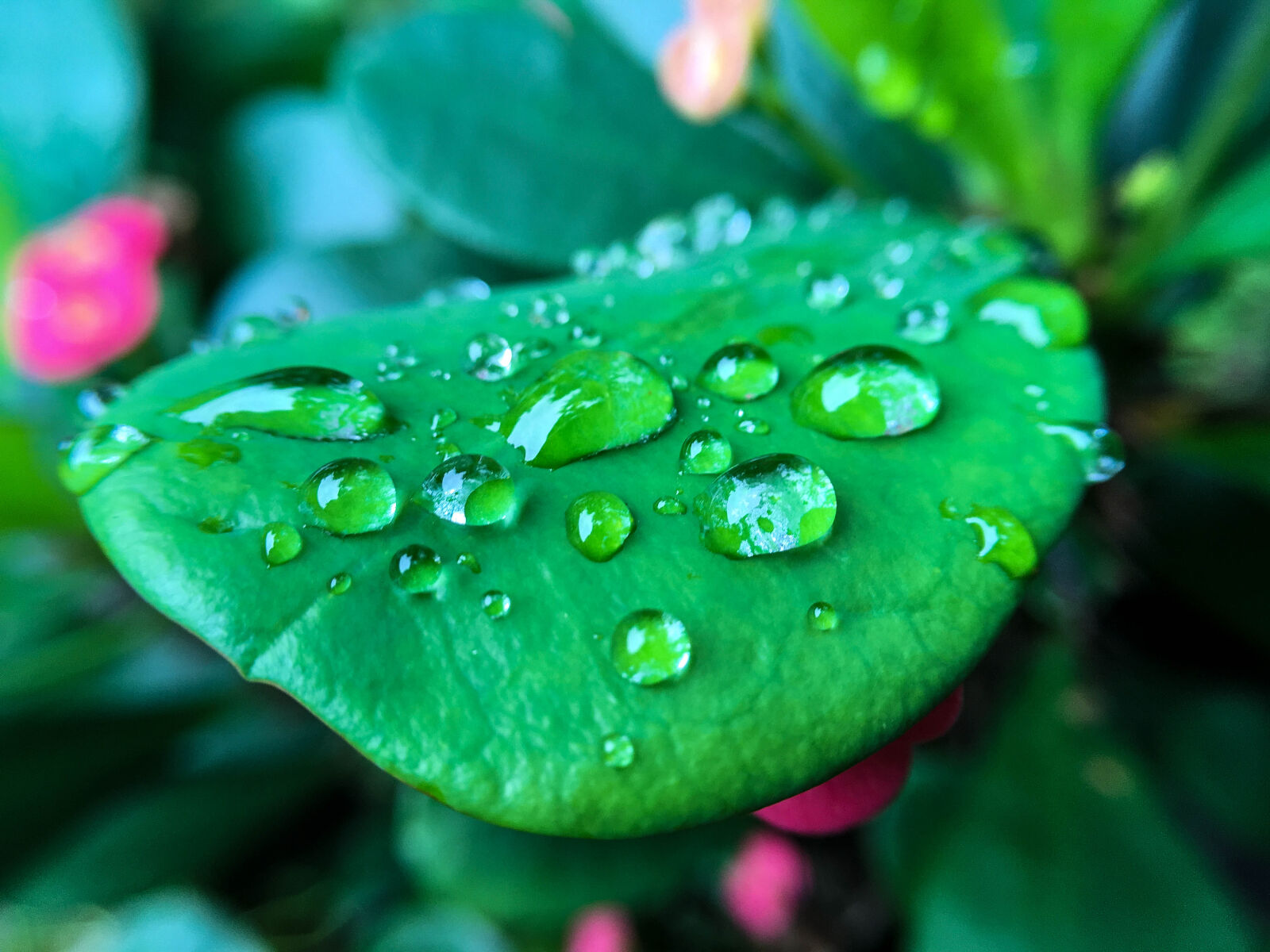 Apple iPhone SE sample photo. Dew, drop, droplet, leaf photography