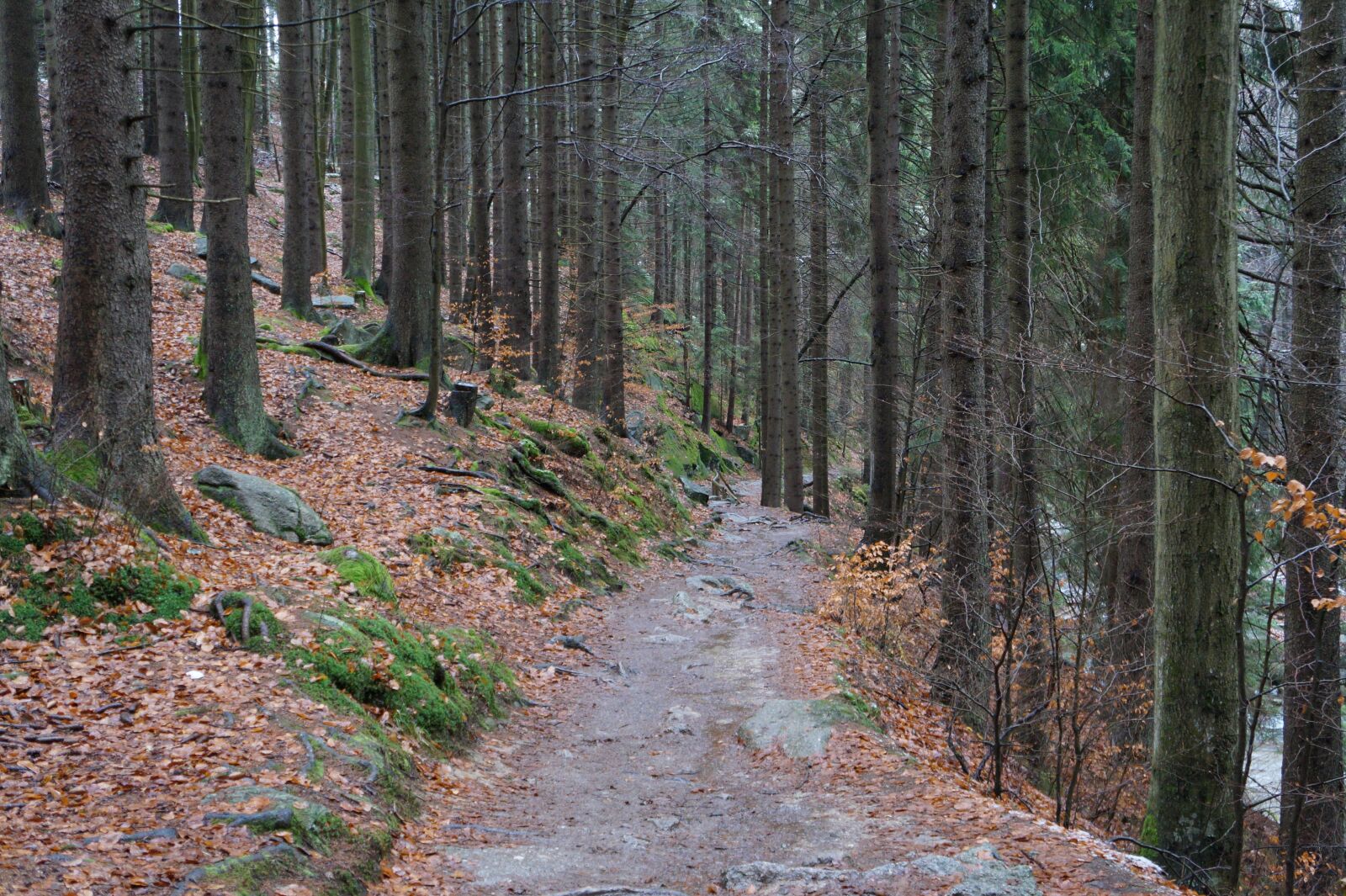 Sony Alpha a3000 sample photo. Forest path, giant mountains photography