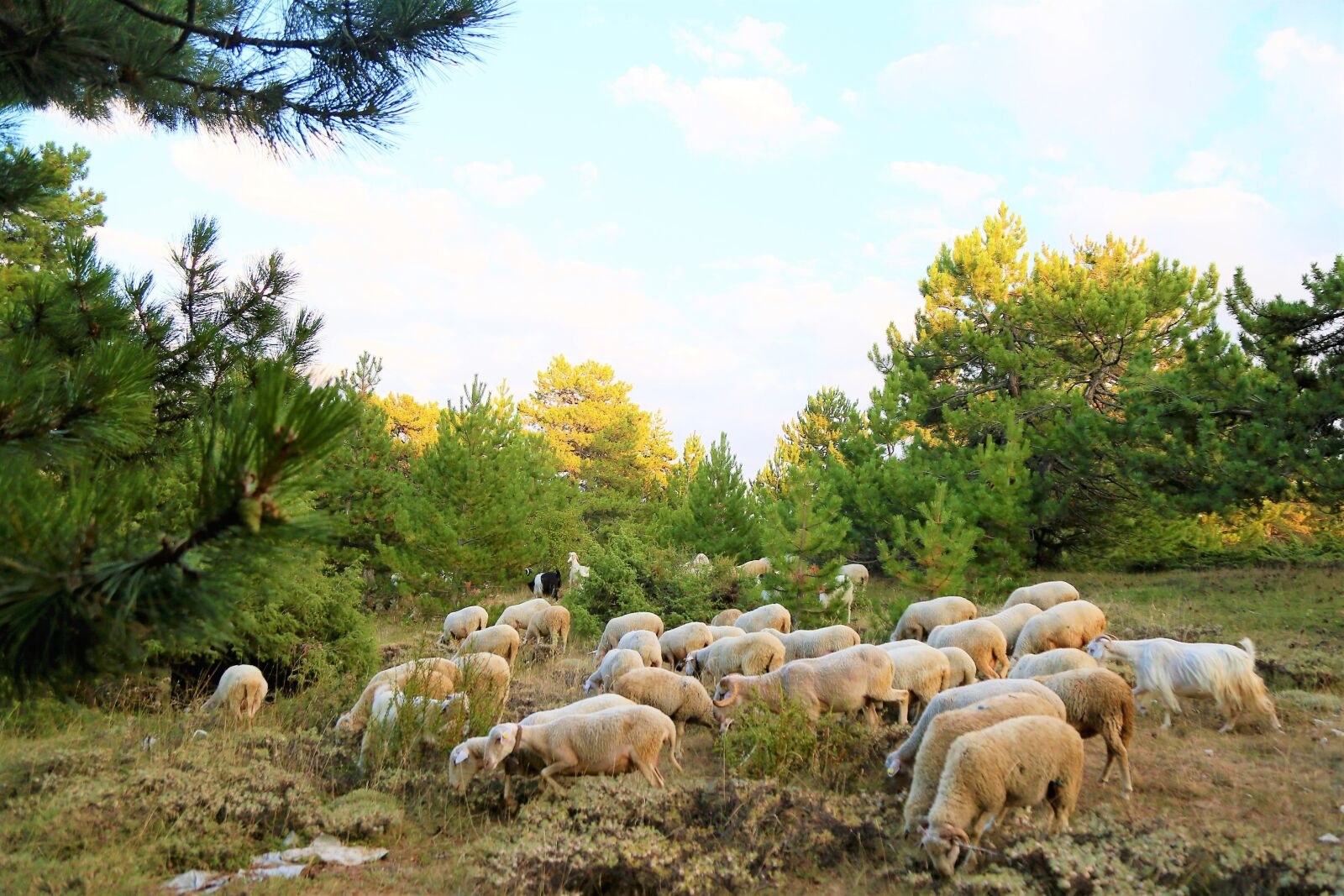 Canon EF 24-105mm F4L IS USM sample photo. Sheeps, herd, animal photography