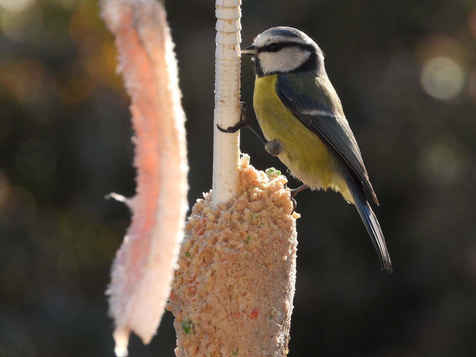 Nikon Coolpix P1000 sample photo. Chickadee, bird, nature photography