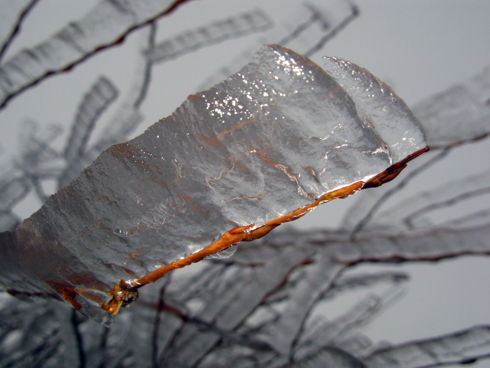 Canon POWERSHOT G9 sample photo. Winter, wintry, frost photography