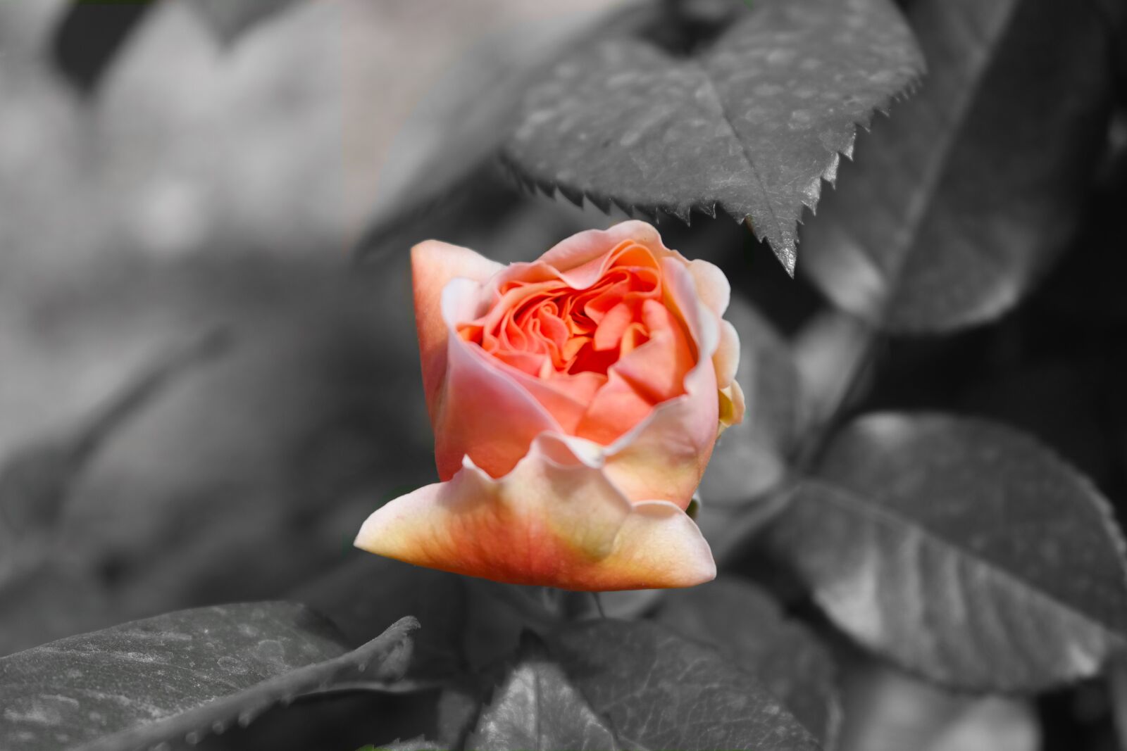 Samsung NX300 sample photo. Garden, rose, tea rose photography