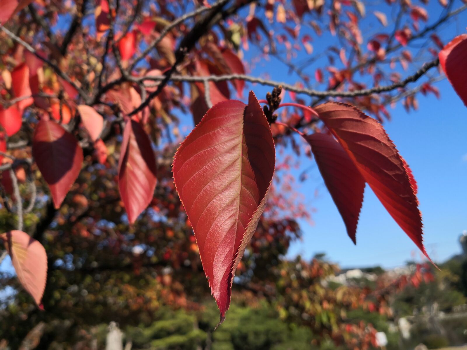 HUAWEI Mate 10 Pro sample photo. Autumn, leaves, nature photography